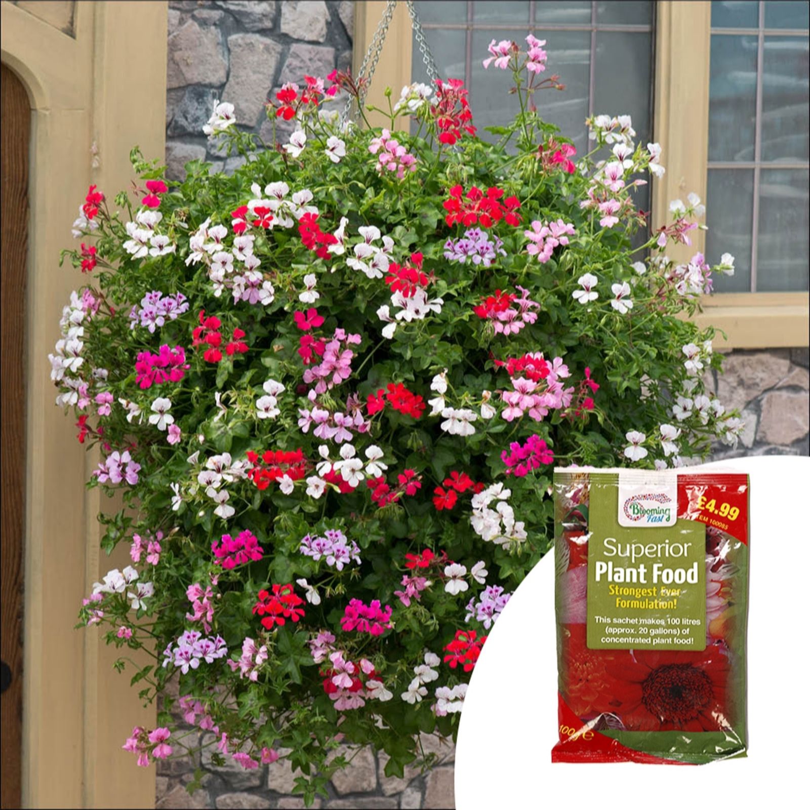 Yougarden Green Geranium 'Reach-Out' Garden Ready Plants X20 & 100G Ferti...
