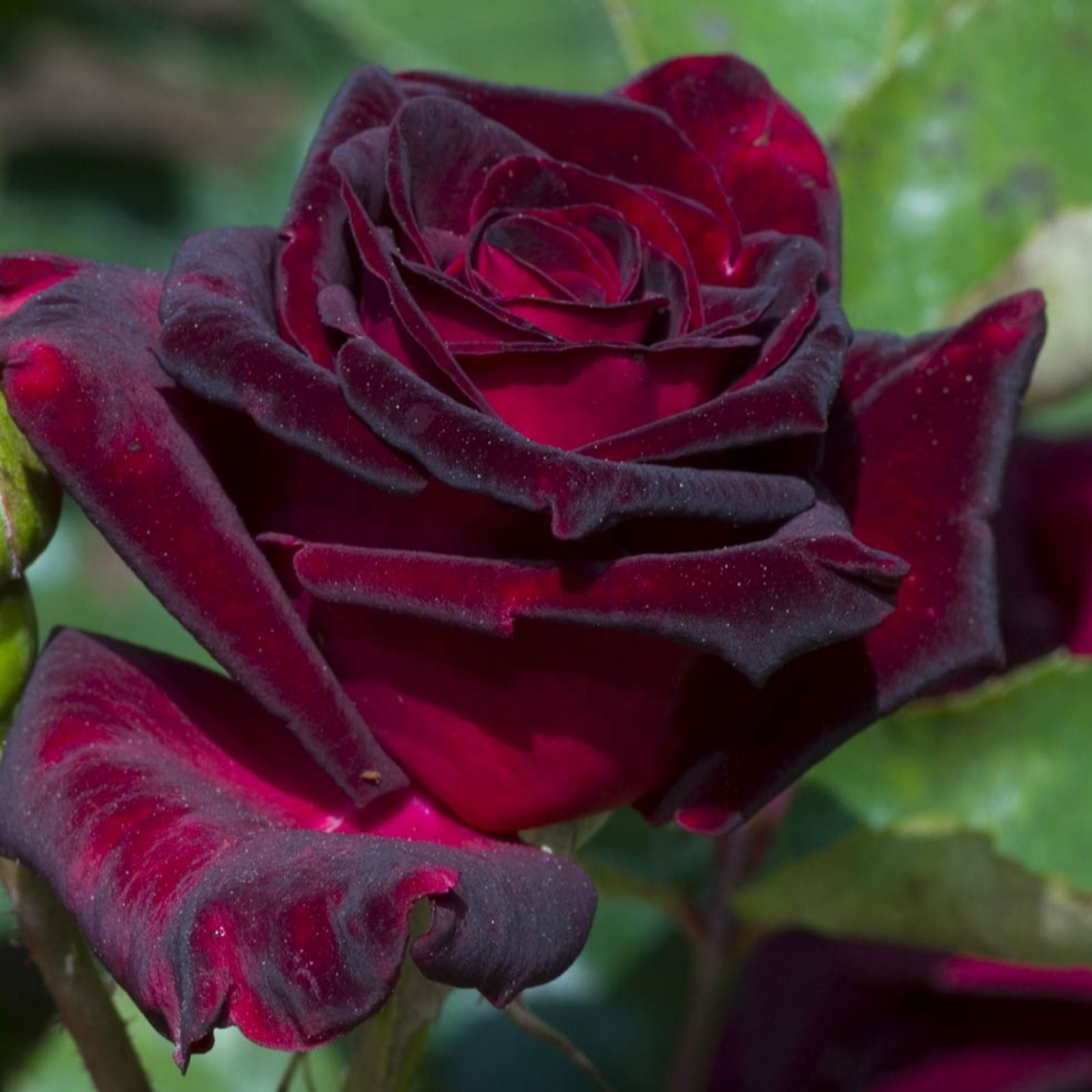 Harkness Roses Black Harkness Rose Baccara 3L-4L Pot