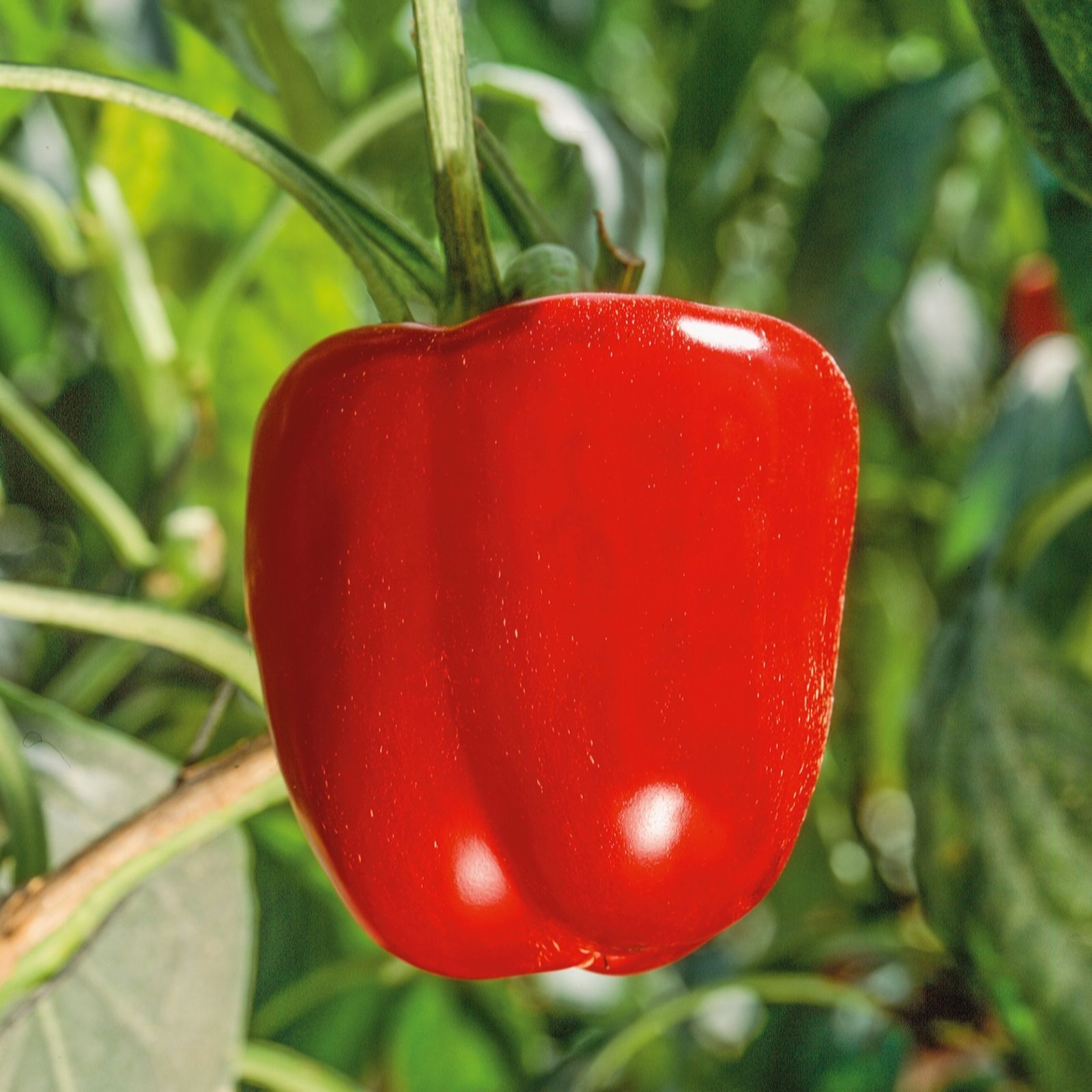 Plants 2 Gardens Plants2gardens Patio Pepper Trio 3X 7Cm