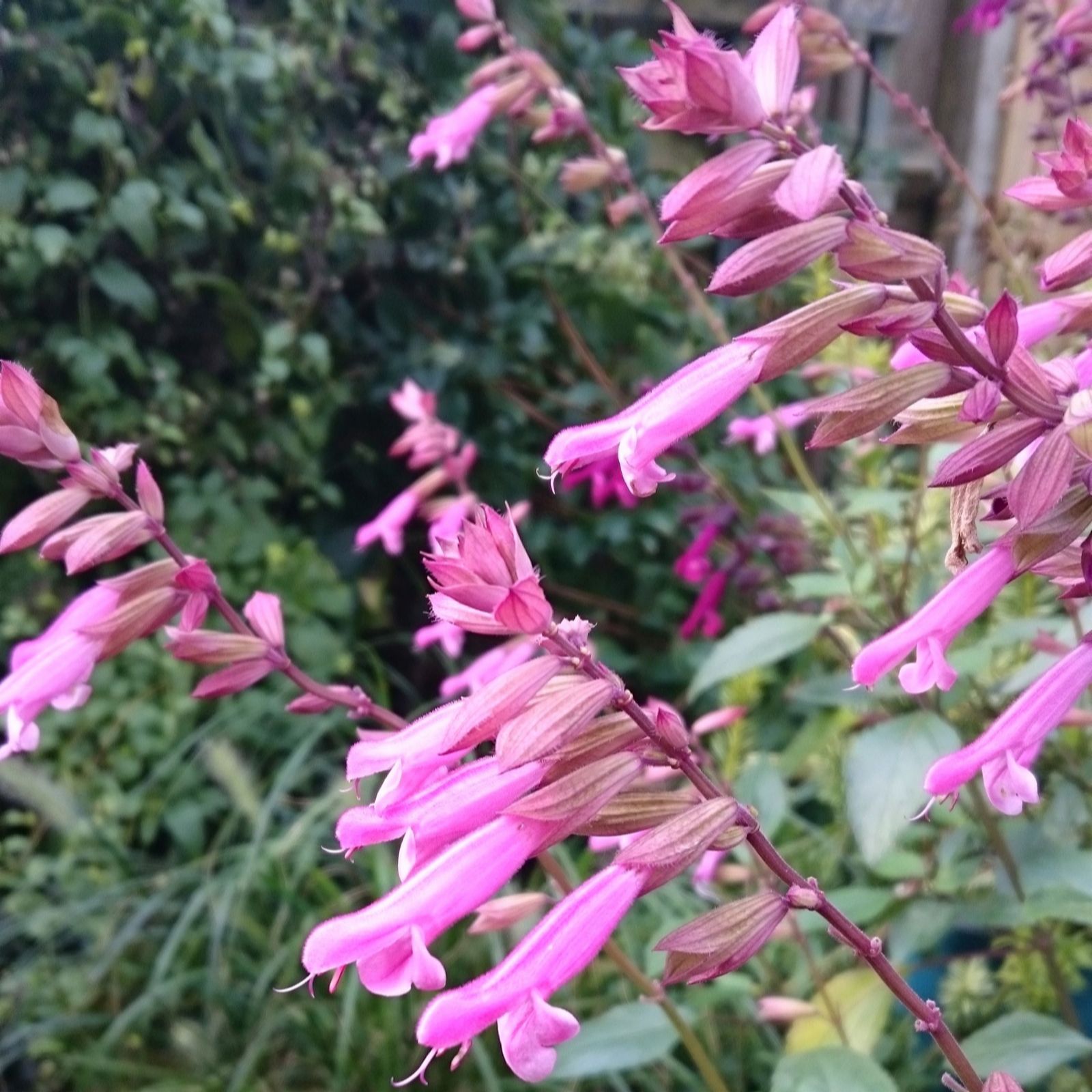 Hayloft Plants Purple/Pink Salvia Wishes Collection 2X 9Cm