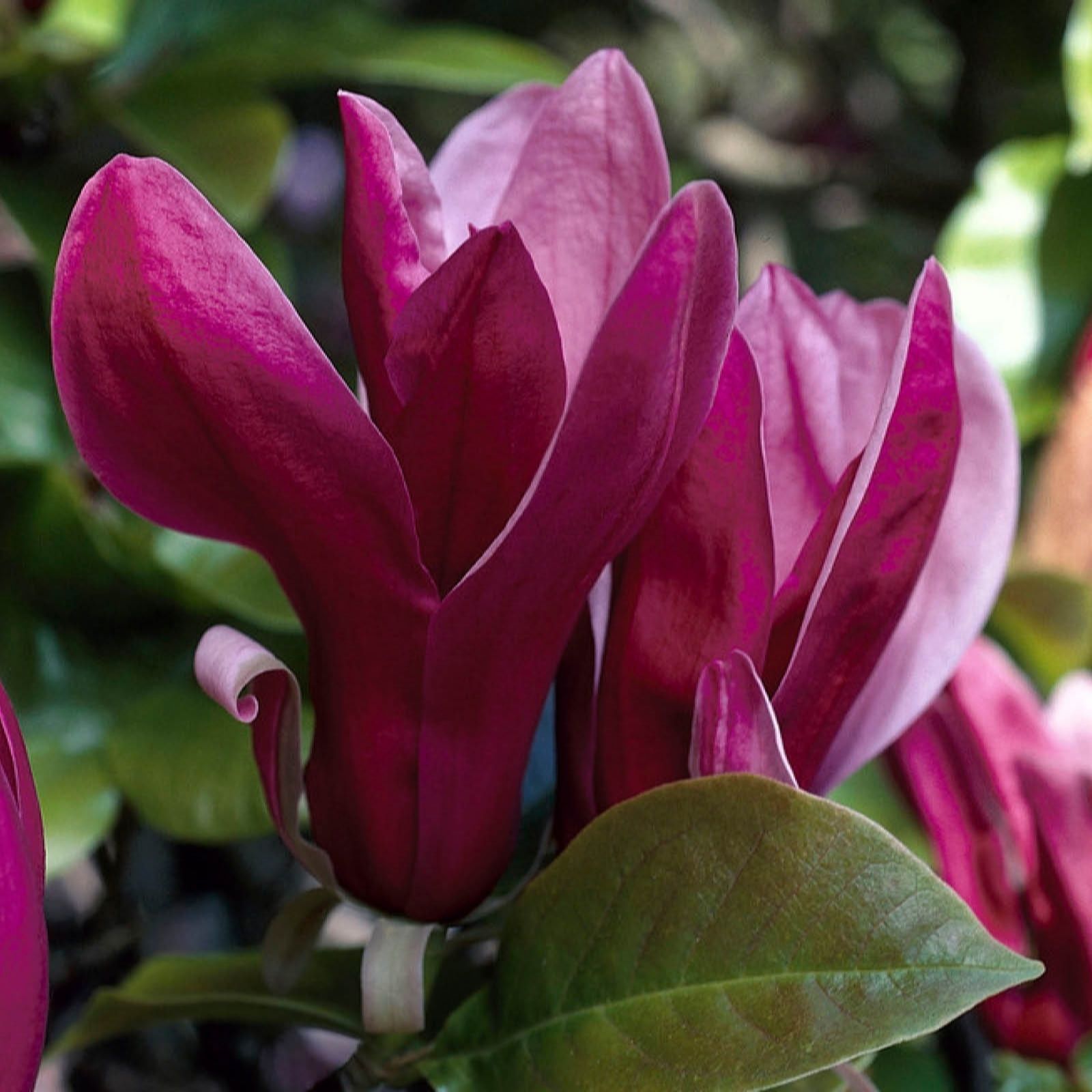 Yougarden Black You Garden Magnolia ' Beauty' In A 2L Pot