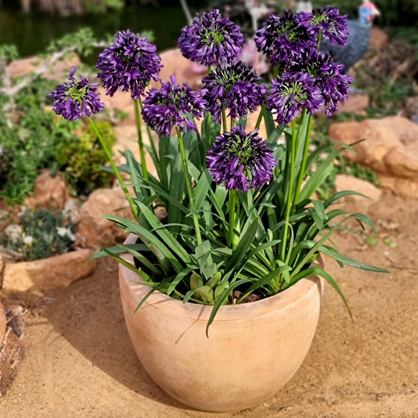Yougarden Black Agapanthus ' Jack' In 9Cm Pots X3