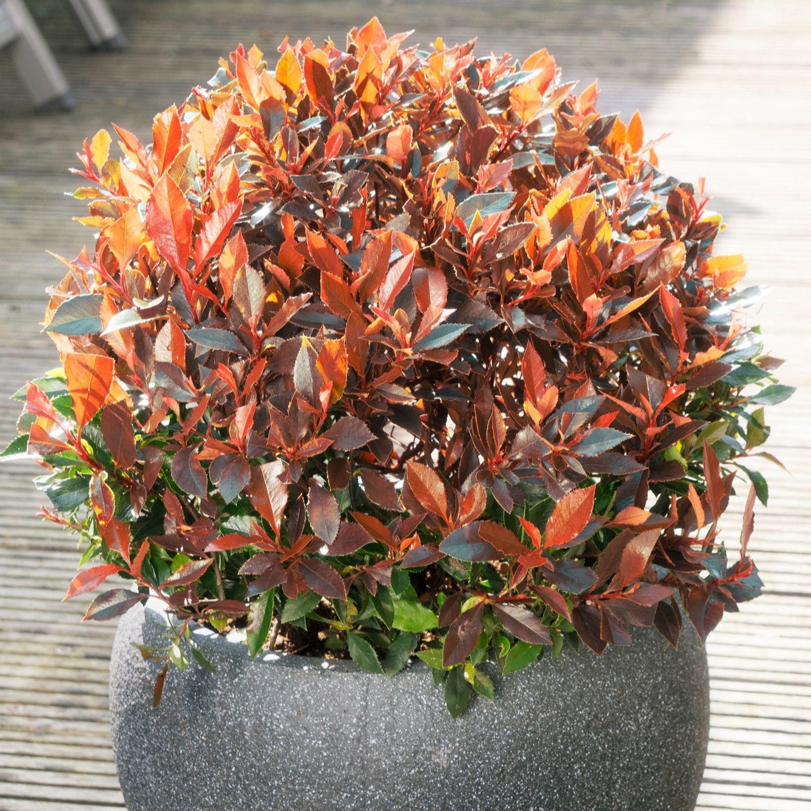 Richard Jackson Red Photinia Balloon 2.3L Pot