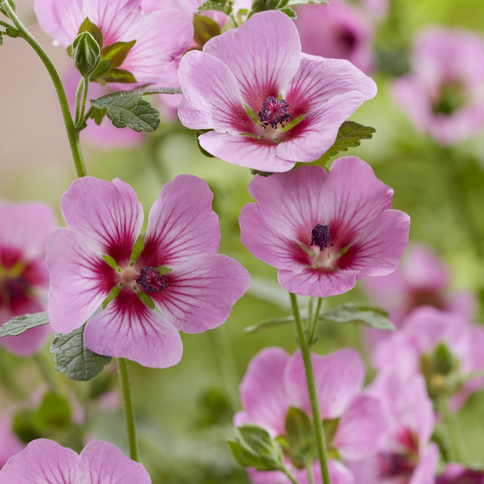 Plants 2 Gardens Pink Plants2gardens Anisodontea Carnival Lights Collection 3 X 9Cm