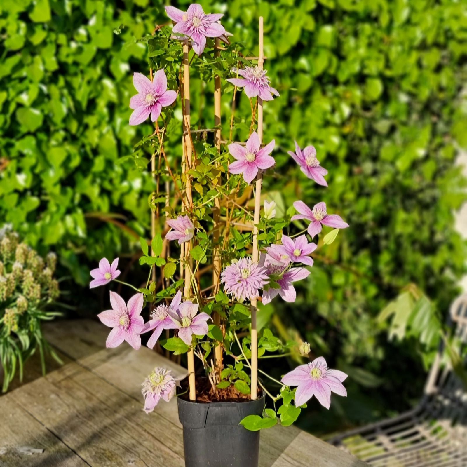 Thompson & Morgan 9cm x 2 Clematis Mochi & Tower Pot