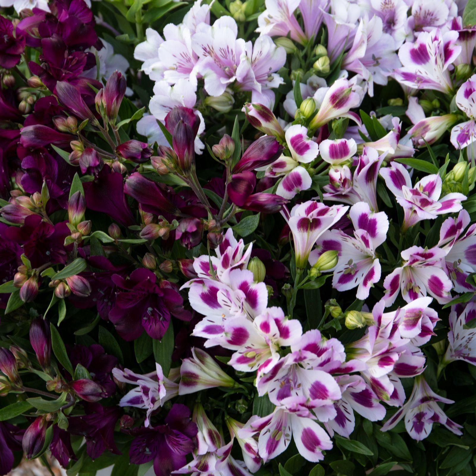 Thompson & Morgan Alstroemeria 'Purple Passion Collection' x 3 Jumb...