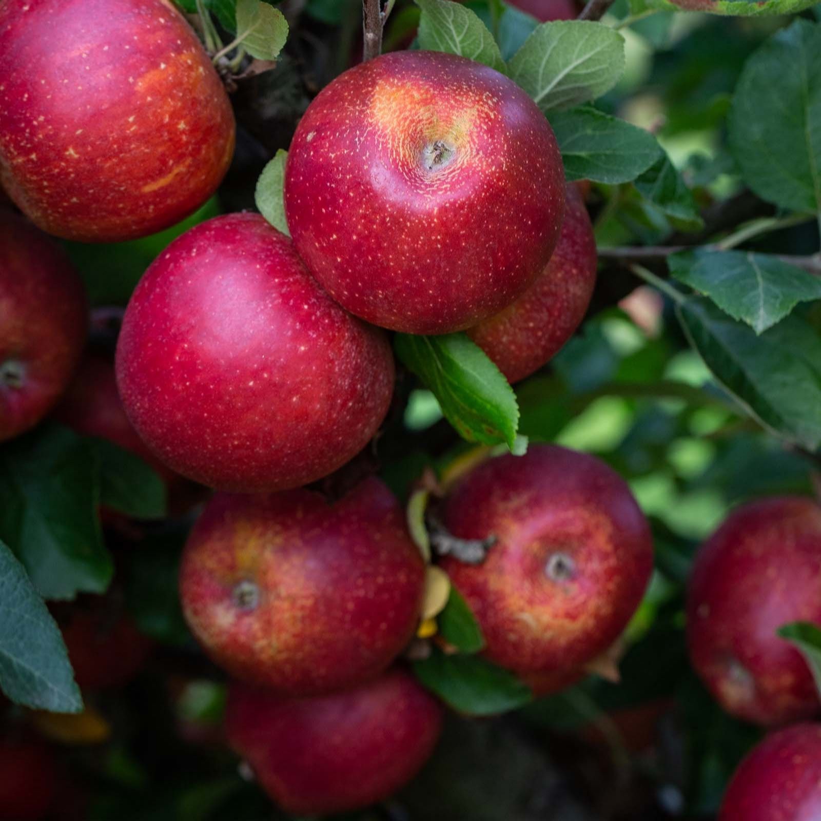 Frank P Matthews Red Apple Windsor Bare Root