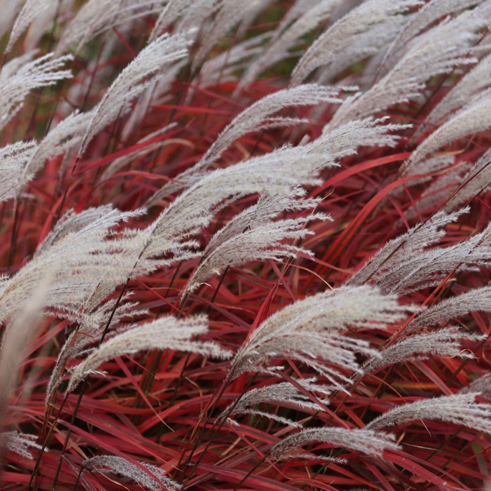 Yougarden Red Miscanthus 'Lady In ' In 9Cm Pots X3