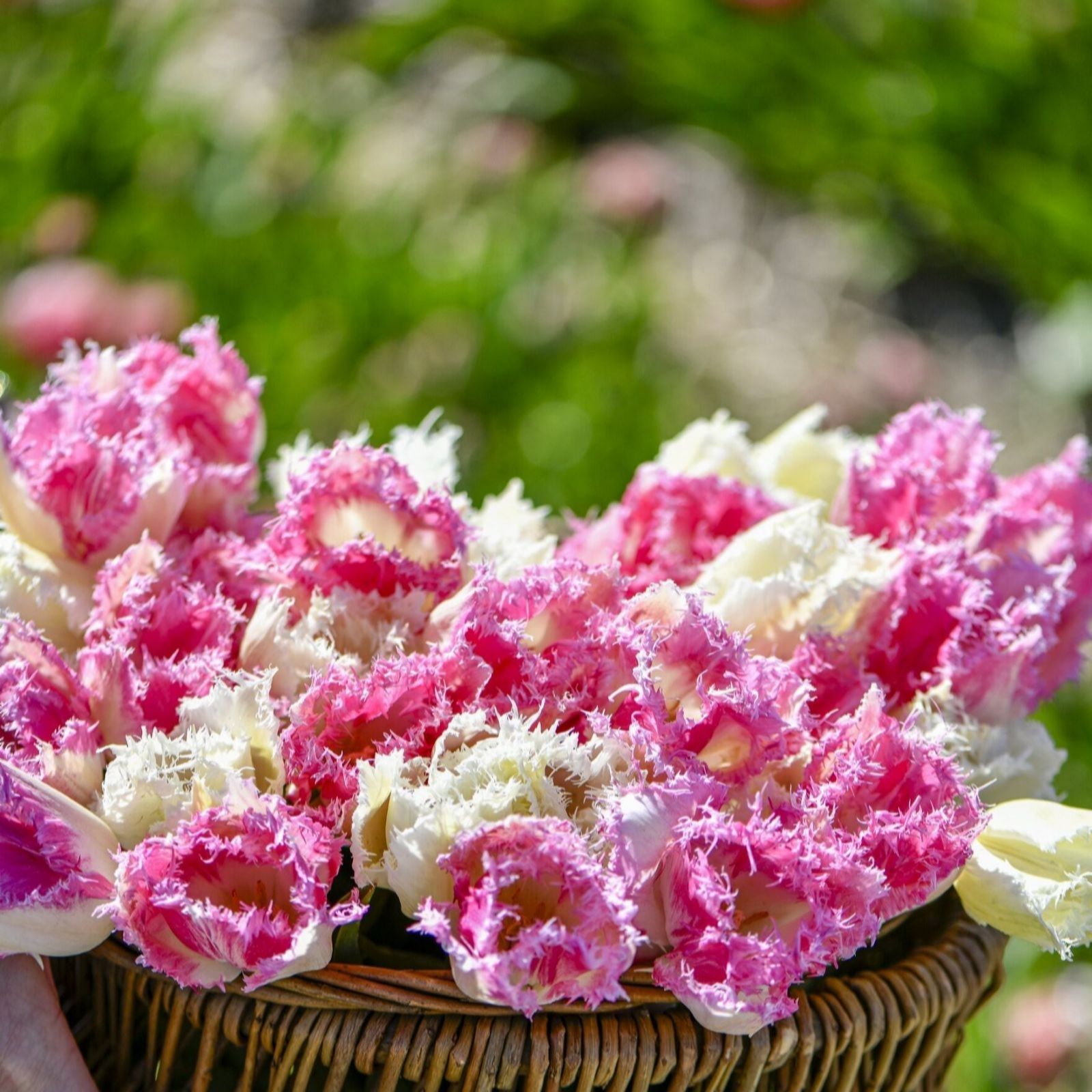 Thompson & Morgan White/Pink Tulip Strawberry Frost 16 Bulbs