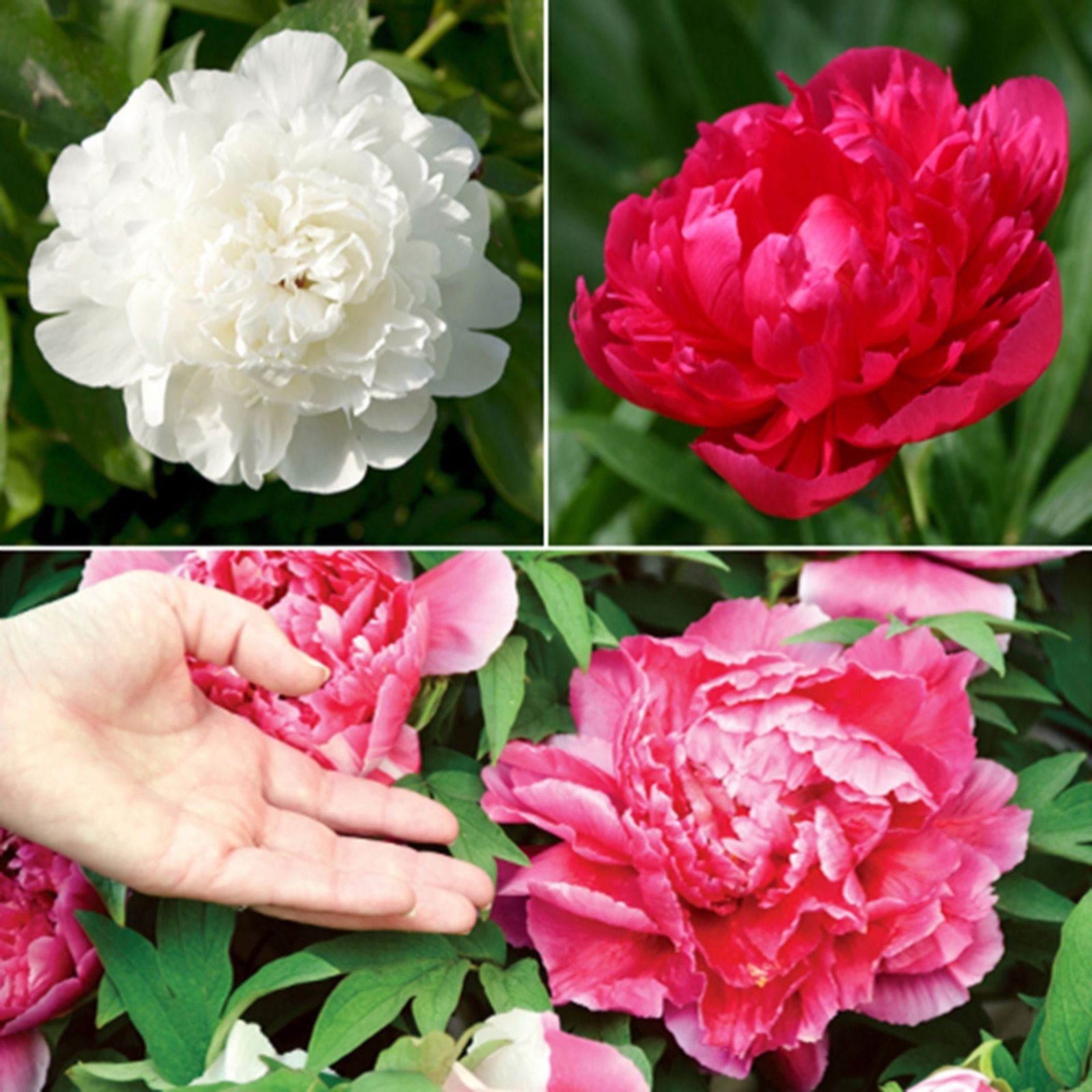Yougarden You Garden Hardy Peony Collection Bare Root X3