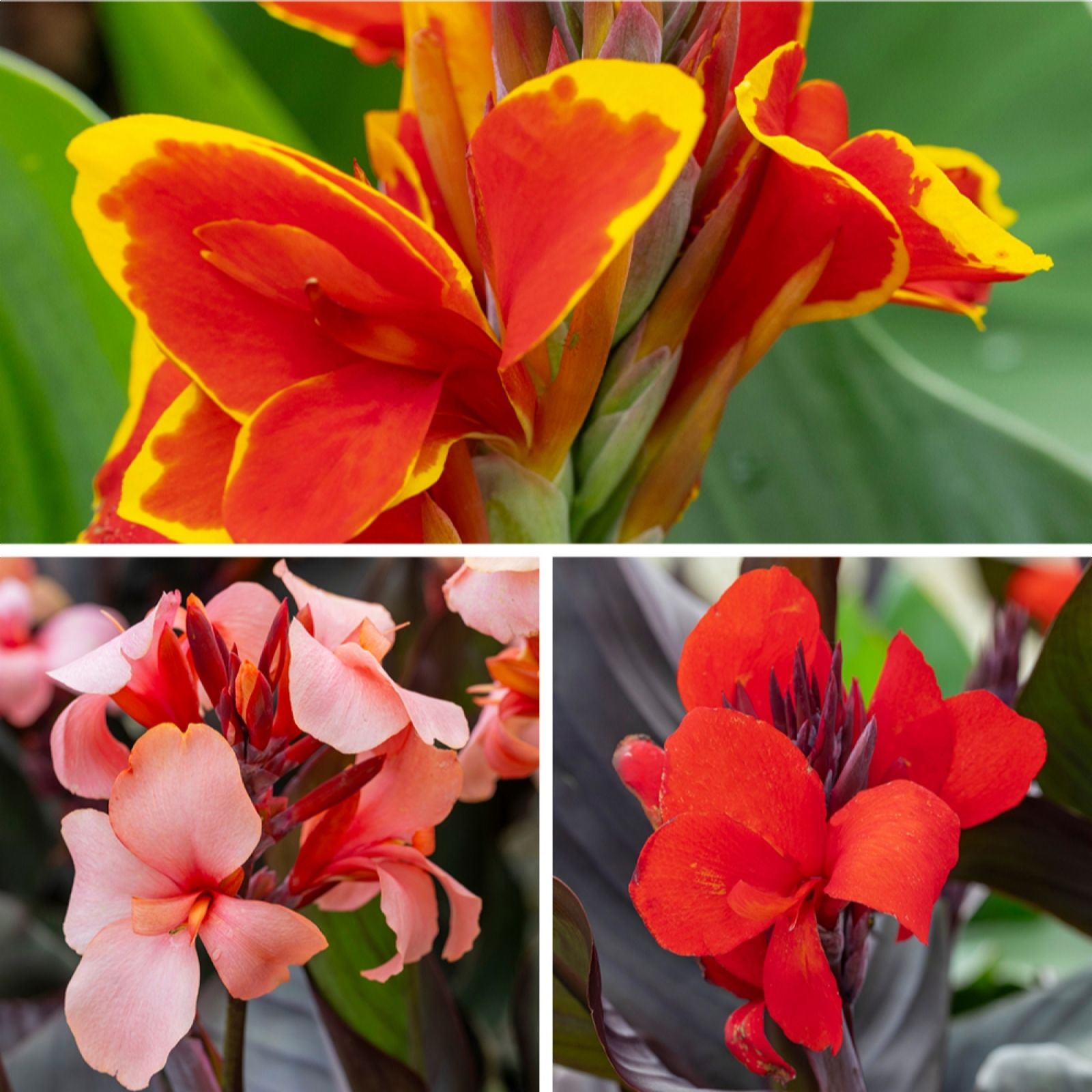 Yougarden Bronze/Peach/Orange Canna Cannova Collection 9Cm X3