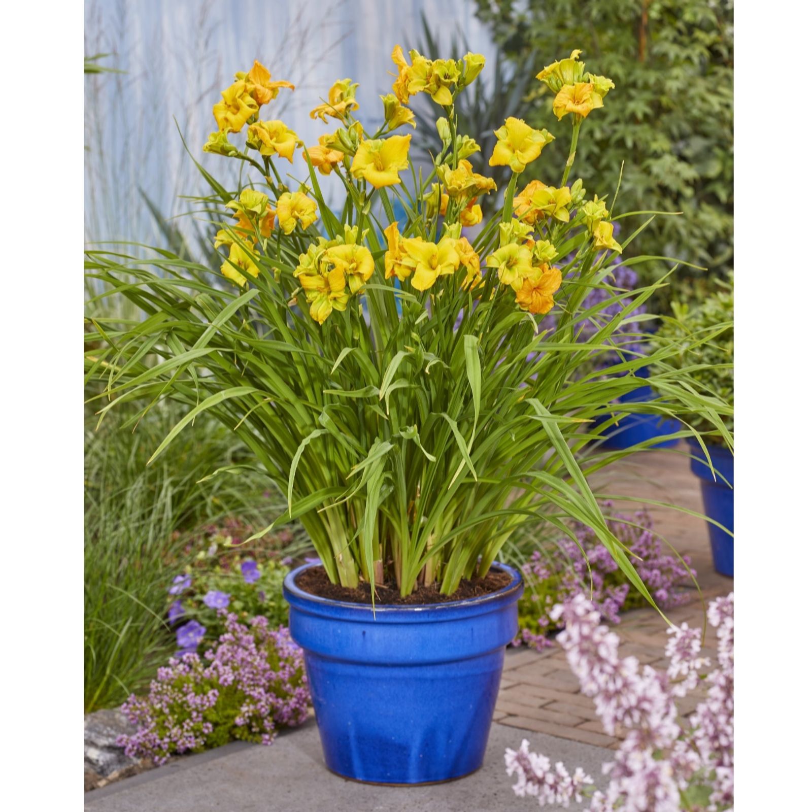 Thompson & Morgan Yellow Hemerocallis See You Tomorrow 3 Bare Root