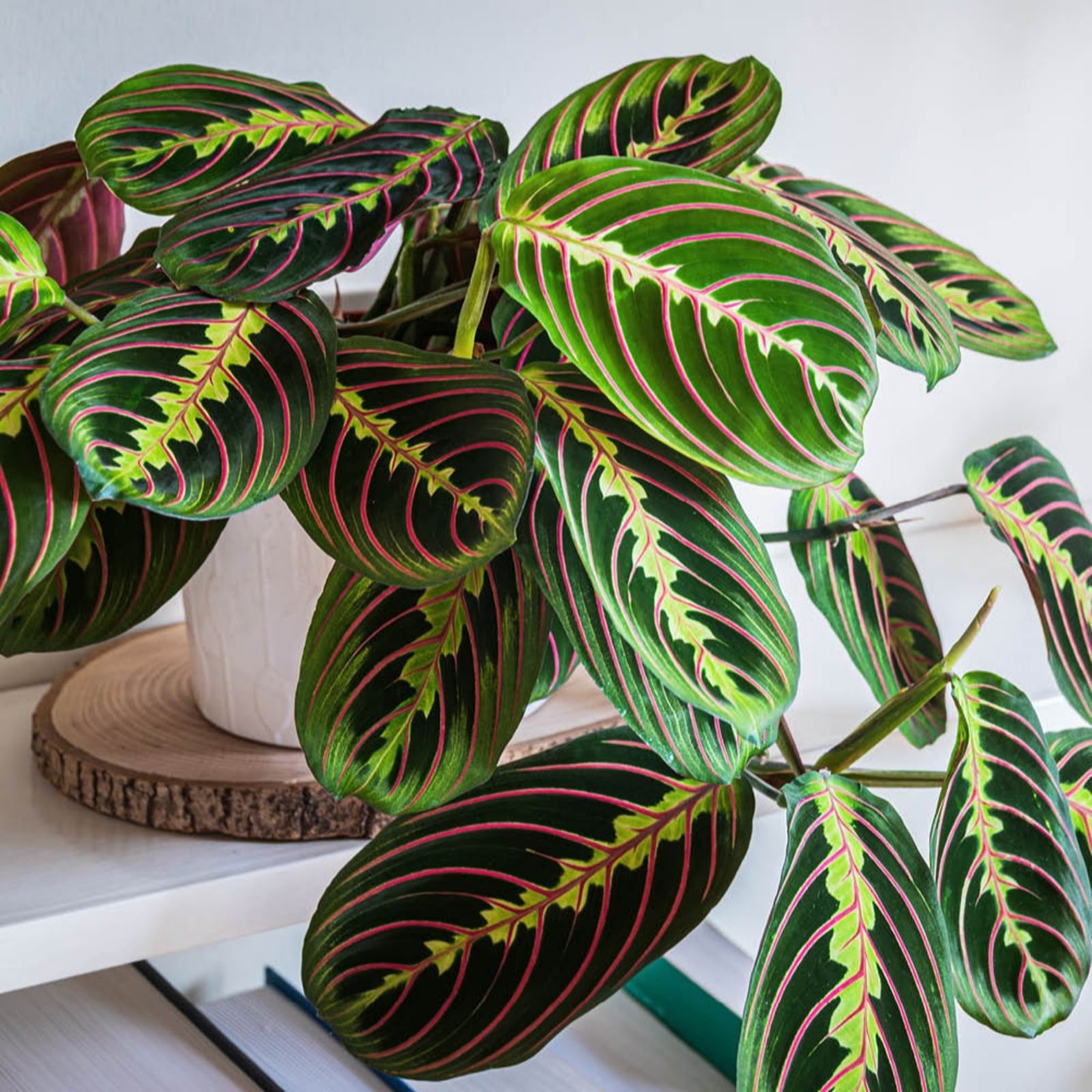 Yougarden Dark/Green/Light Prayer Plant 'Maranta Tricolor' In A 12Cm Pot