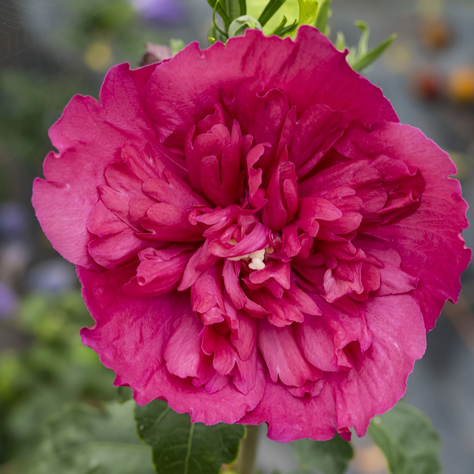 Plants 2 Gardens Pink Plants2gardens Hibiscus Ruby Chiffon In 3 Litre Pot