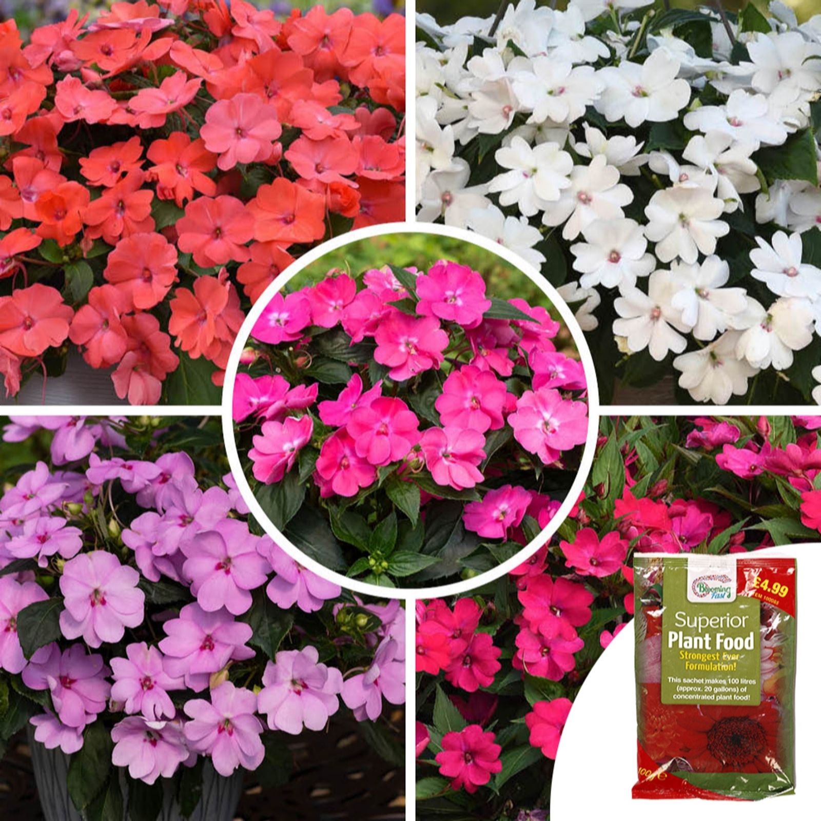 Yougarden Busy Lizzie Solarscape Garden Ready Plants X20 & 100G Fer...