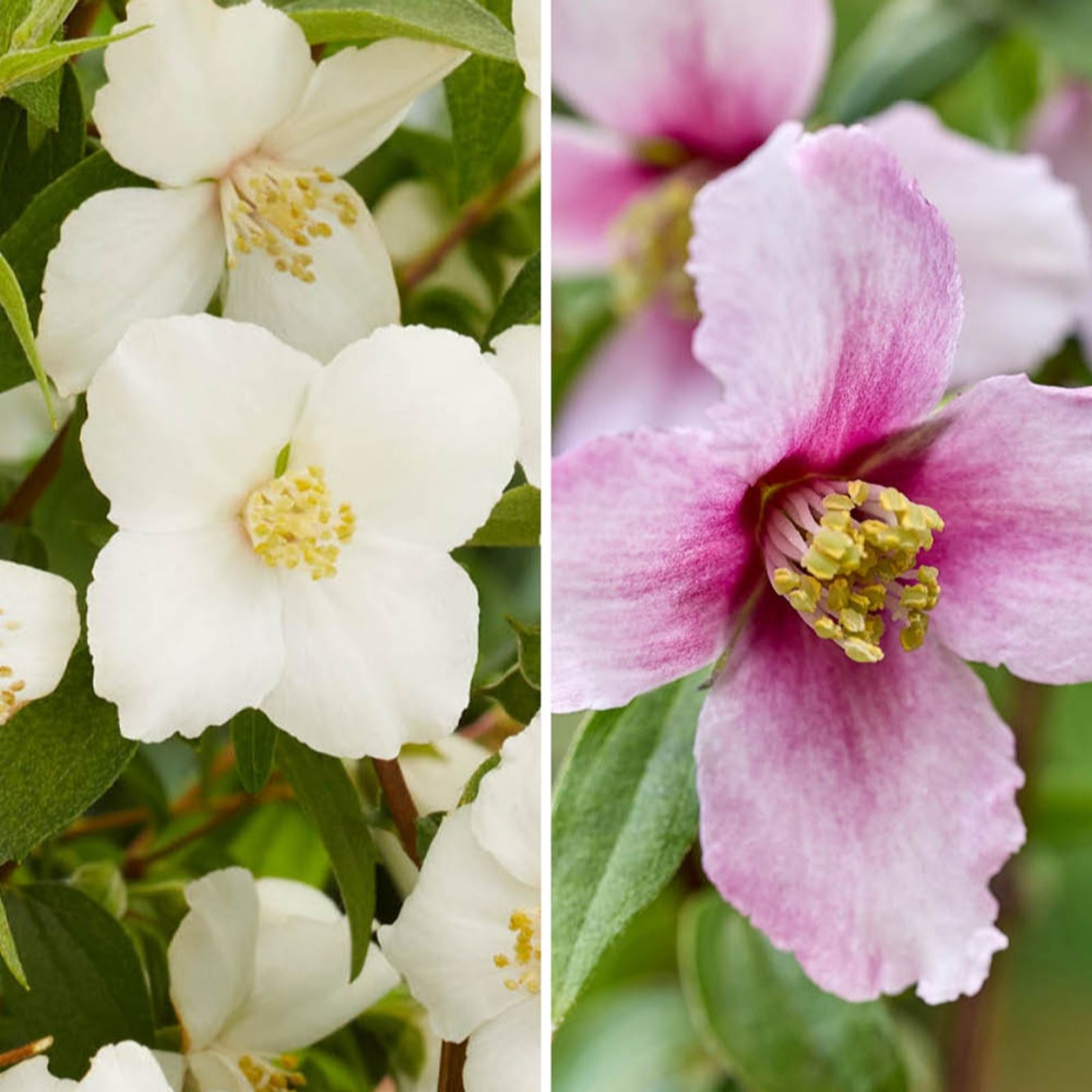 Yougarden Pink/White Philadelphus Petite Perfume & Collection