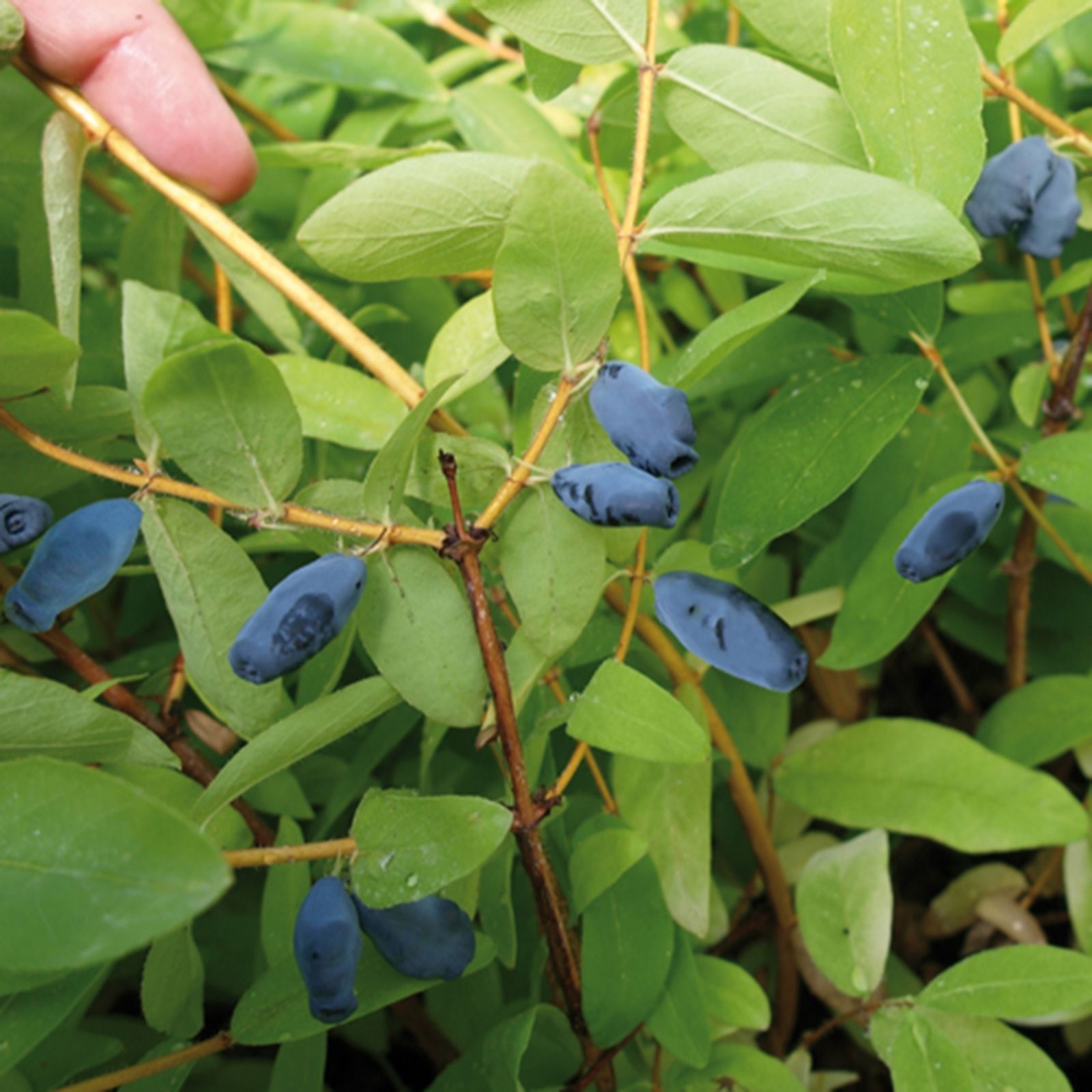 Yougarden Dark/Blue Lonicera Kams Balalaika (Honeyberry) 9Cm Pots X3