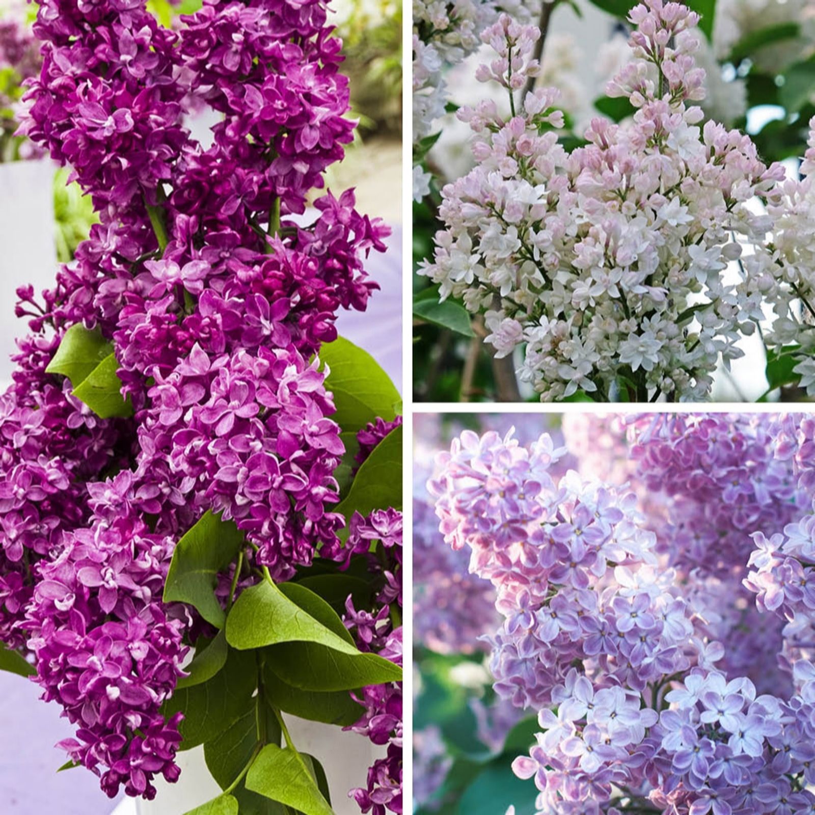 Yougarden Lilac Fragrant French Collection 9Cm Pots X 3