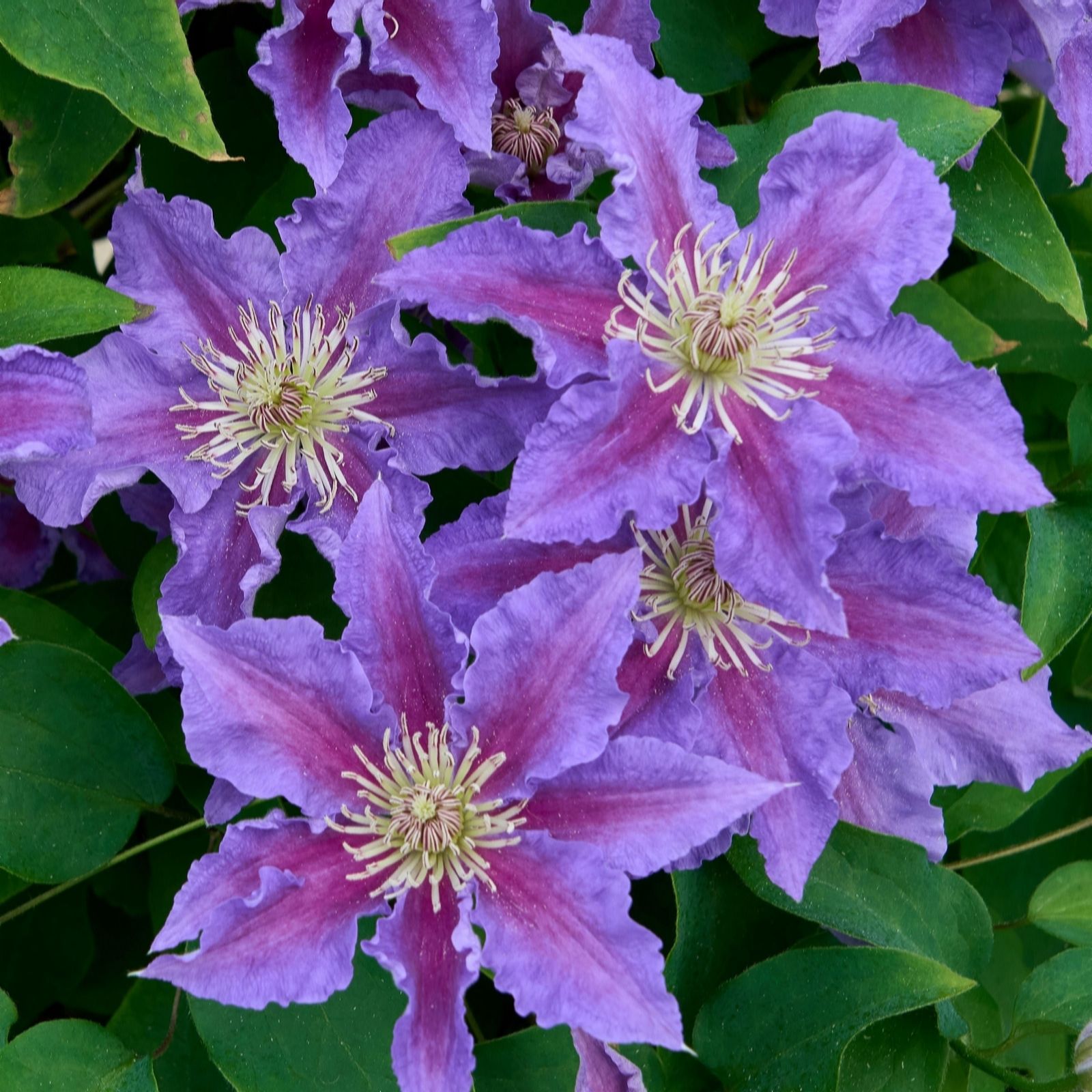 Richard Jackson Purple/Dark/Red Clematis Baroness Fookes