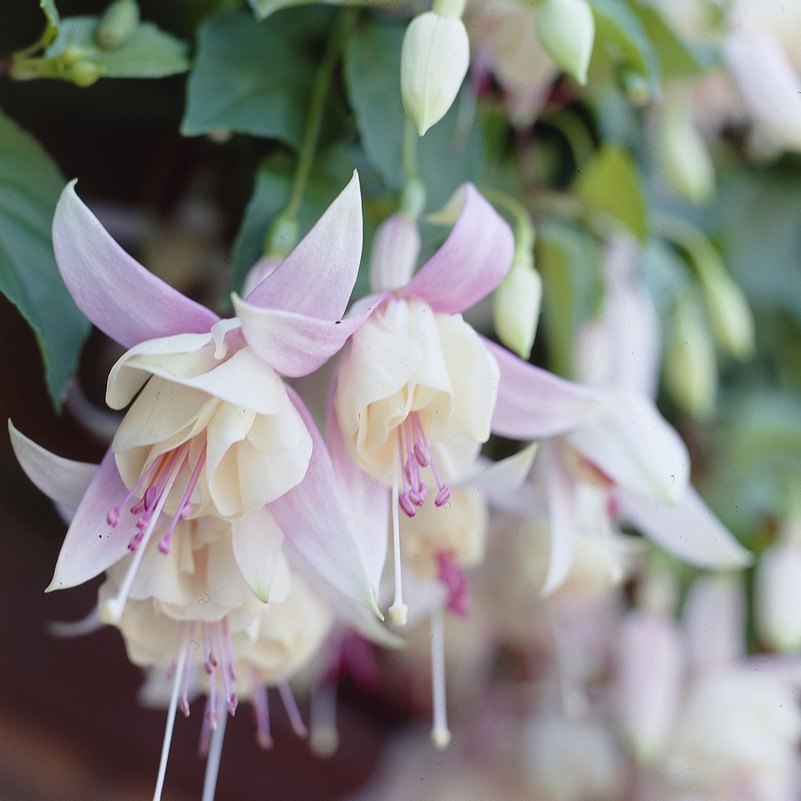 Hayloft Plants Fuchsia Hardy Collection 3 X 9Cm Pots