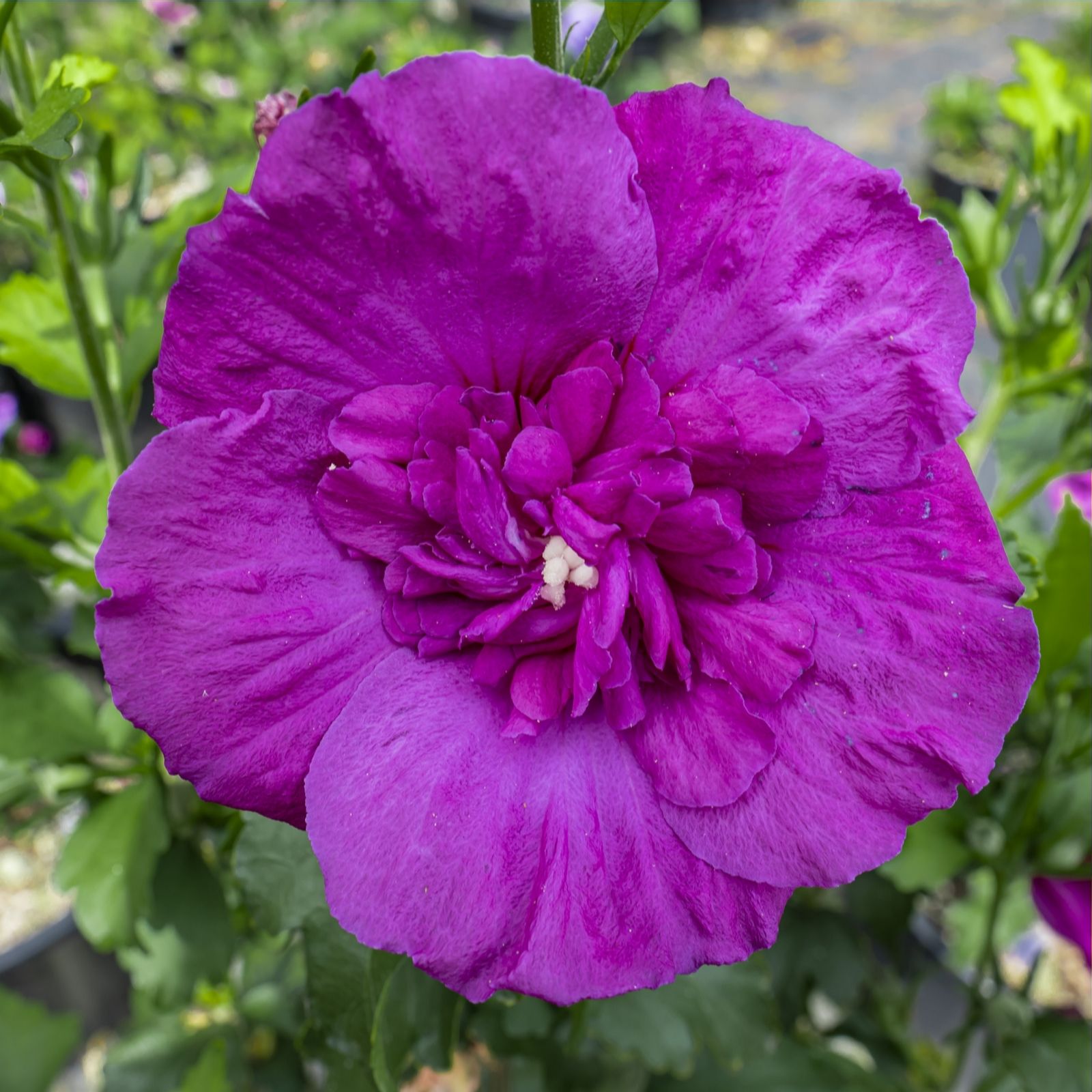 Plants 2 Gardens Purple Plants2gardens Hibiscus Chiffon In 3 Litre Pot