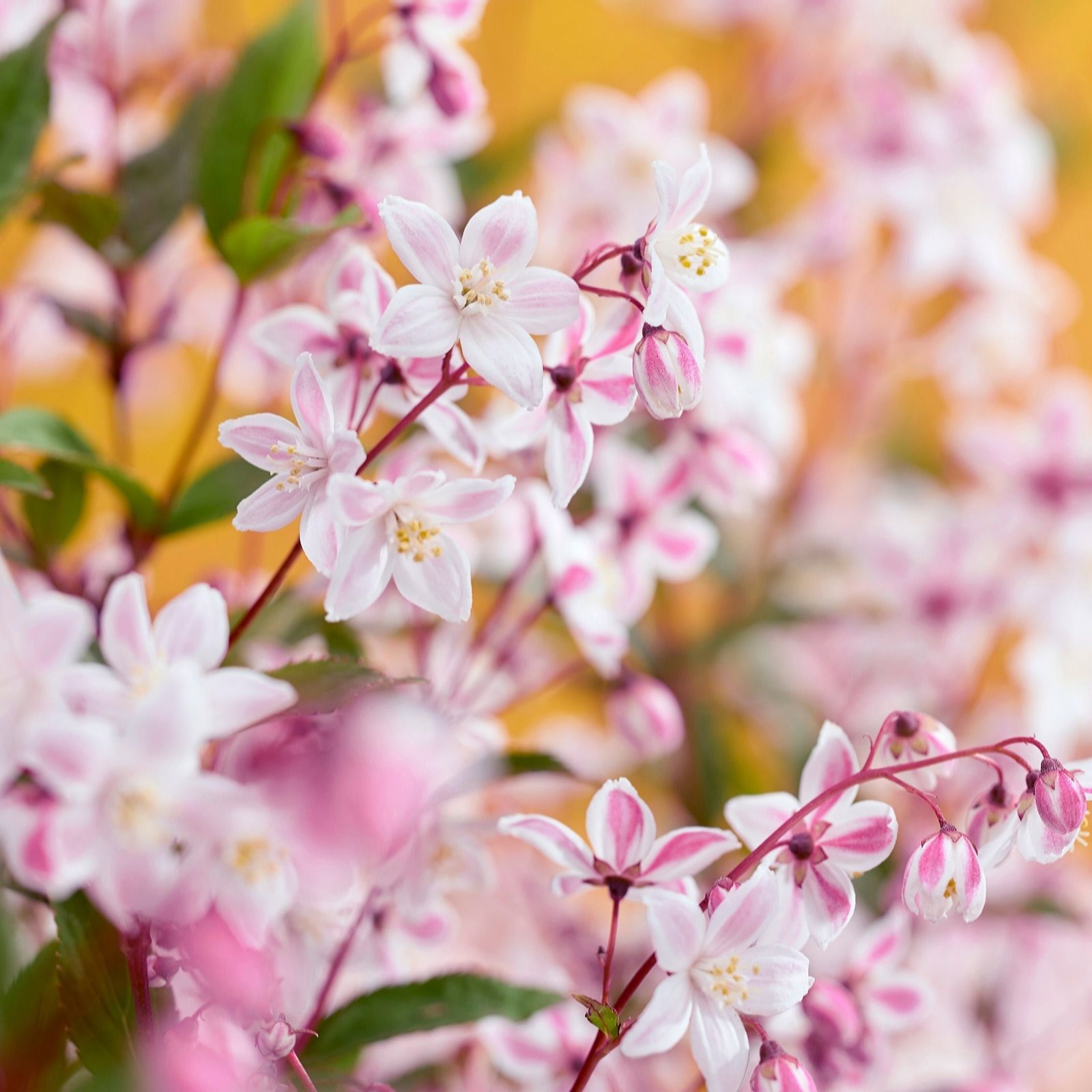 Plants 2 Gardens Pink/White Plants2gardens Deutzia Tokyo Delight 4.5Ltr
