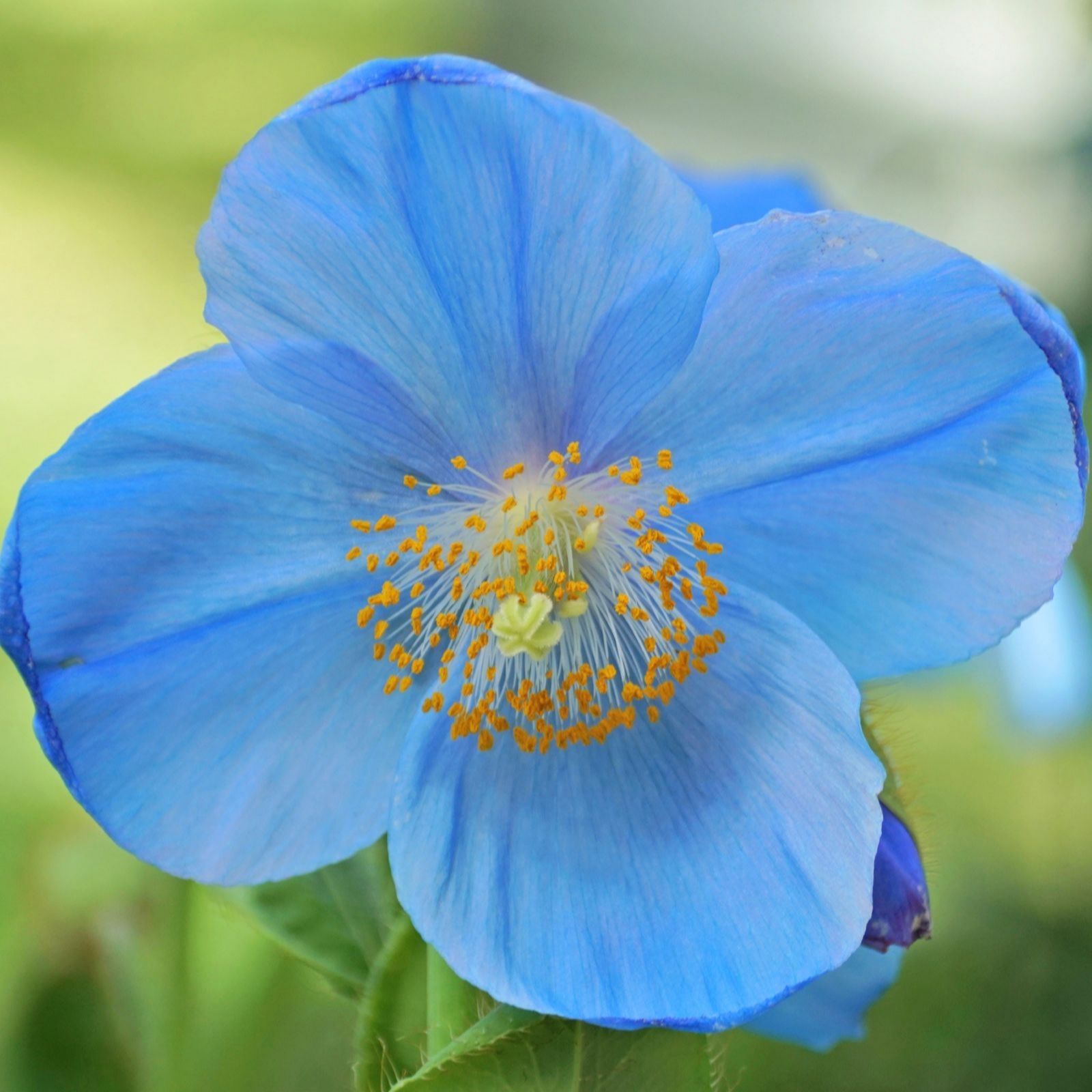 Thompson & Morgan Meconopsis Lingholm 4 Jumbo Plugs