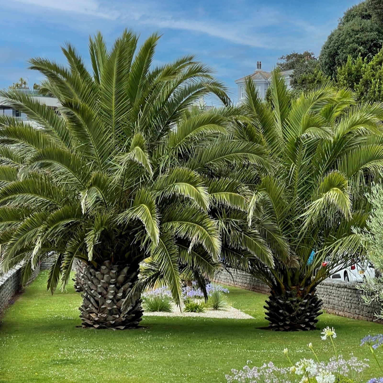 Yougarden Green Pair Of Pheonix Palms In 14Cm Pots