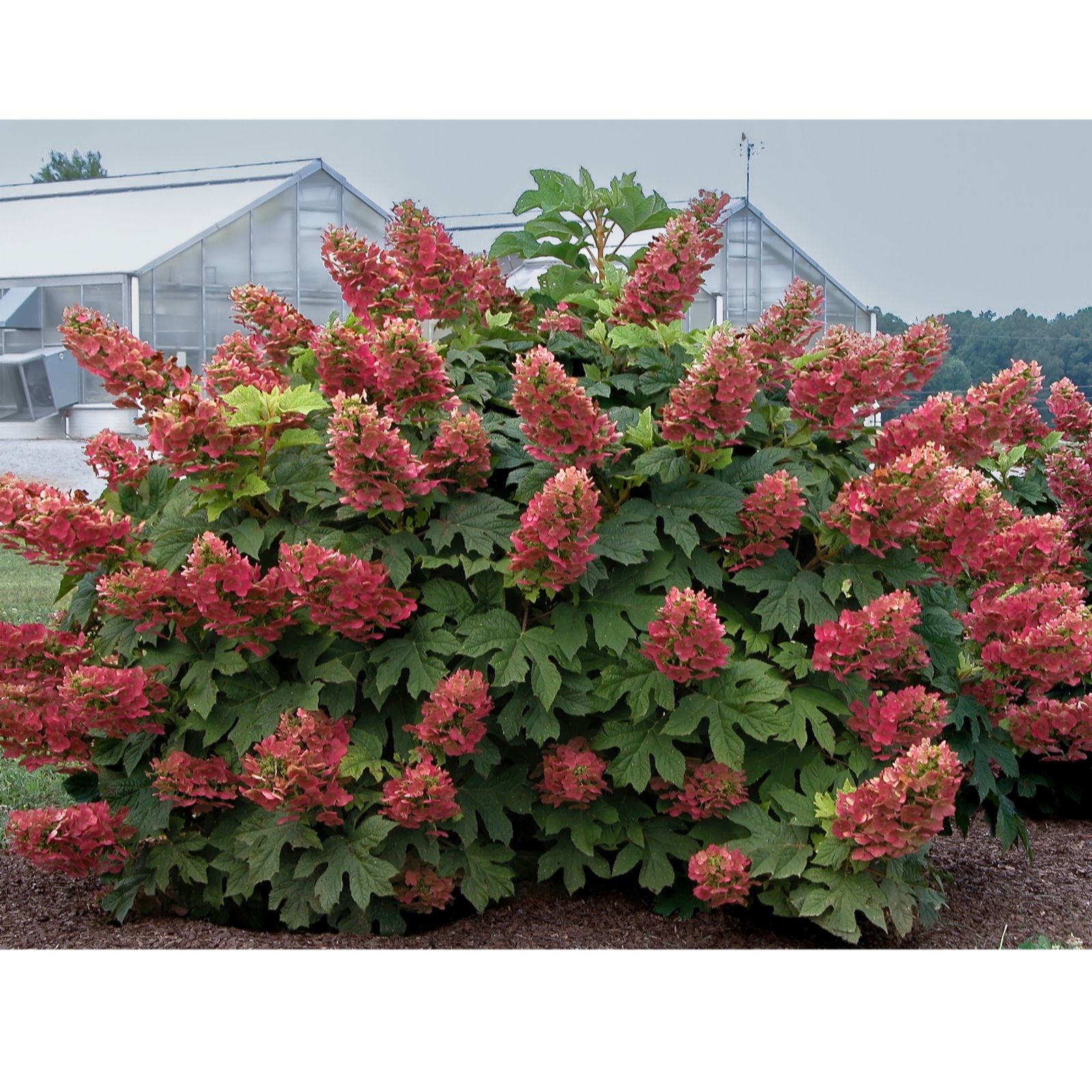 Plants 2 Gardens Green/Red/White Plants2gardens Hydrangea Ruby Slipper 3Ltr