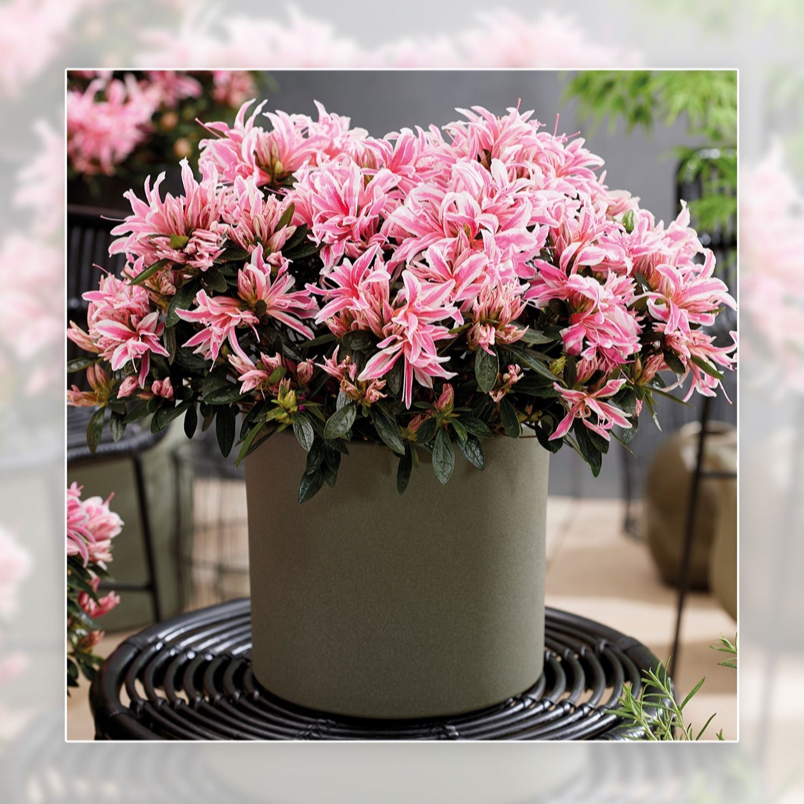 Richard Jackson Pink Azalea Spider In A 2L Pot