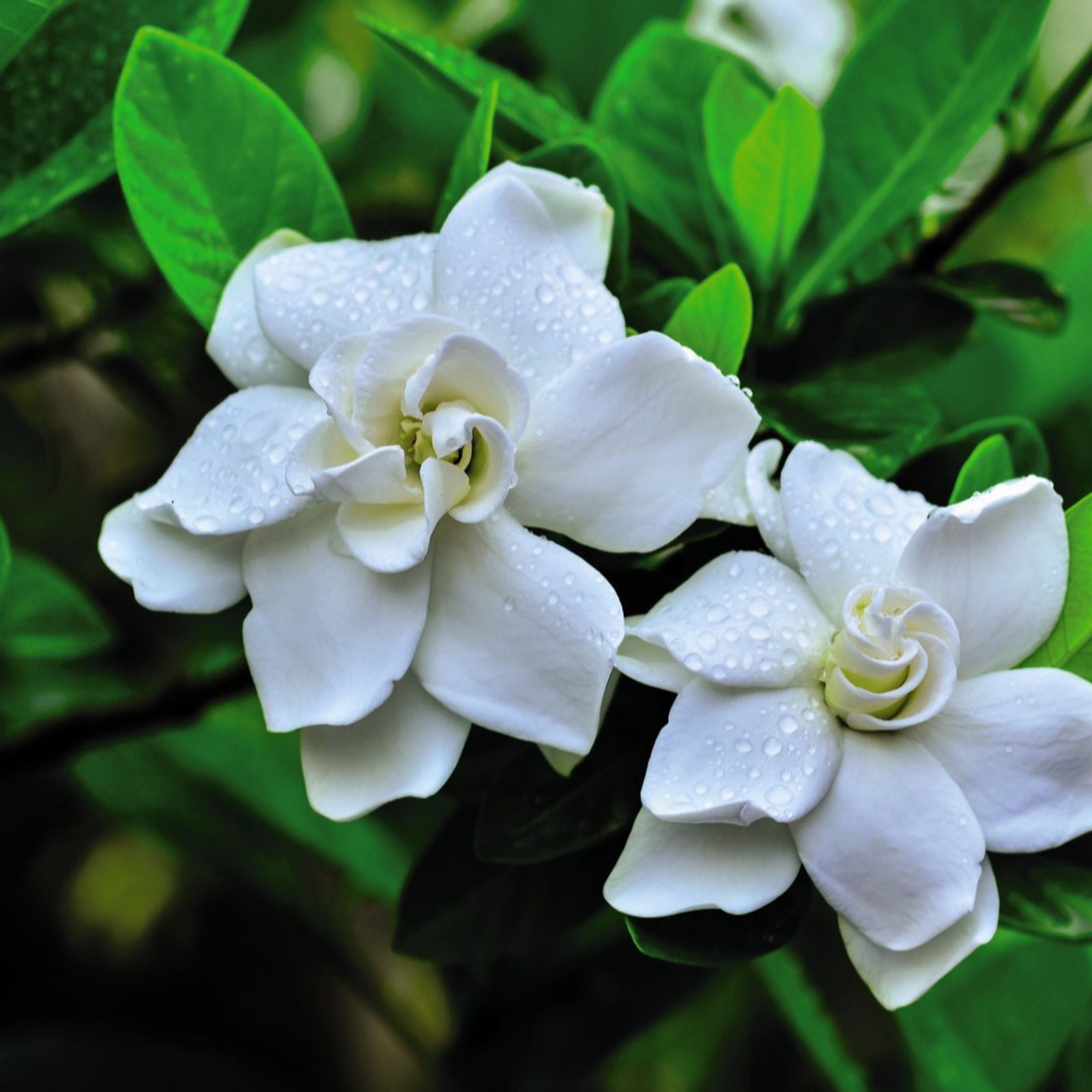 Thompson & Morgan Gardenia Crown Jewels 2x 9cm Pots