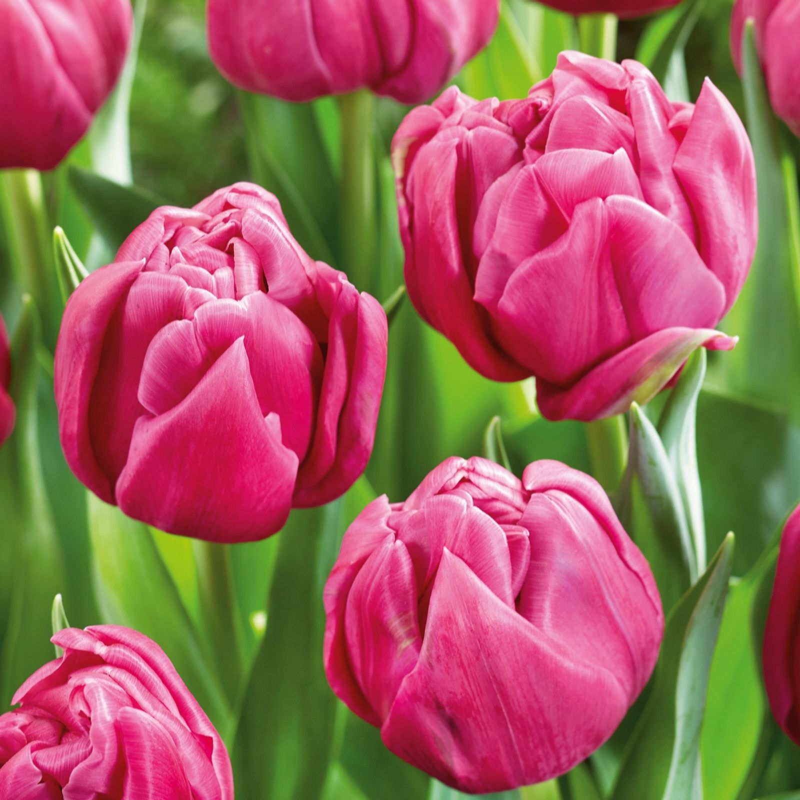 Plants2Gardens Tulip Double You x 20 Bulbs