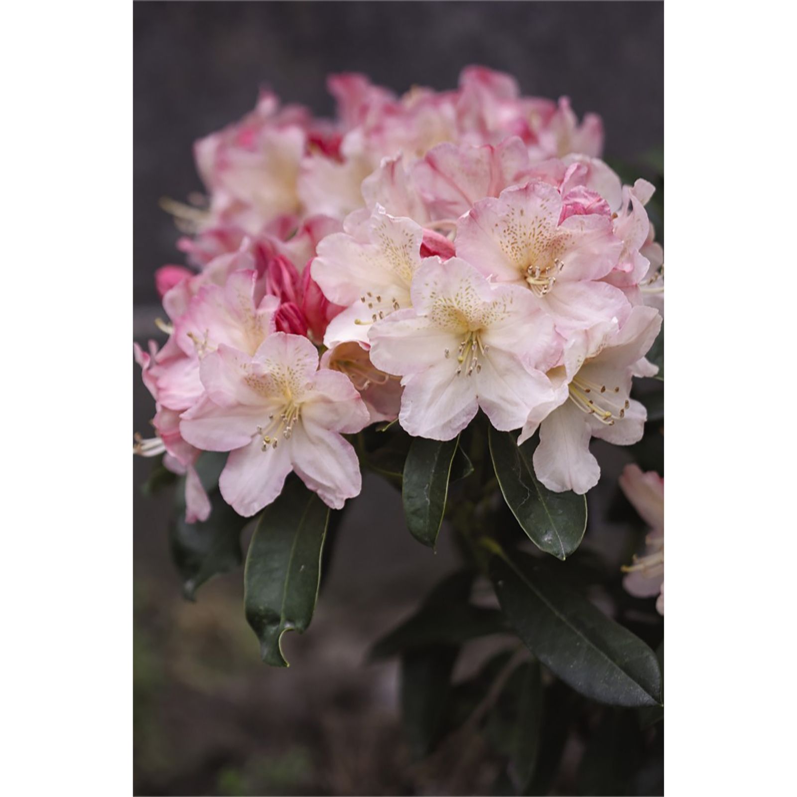 Thompson & Morgan Light/Pink Rhododendron Percy Wiseman 5 Litre Pot X 1