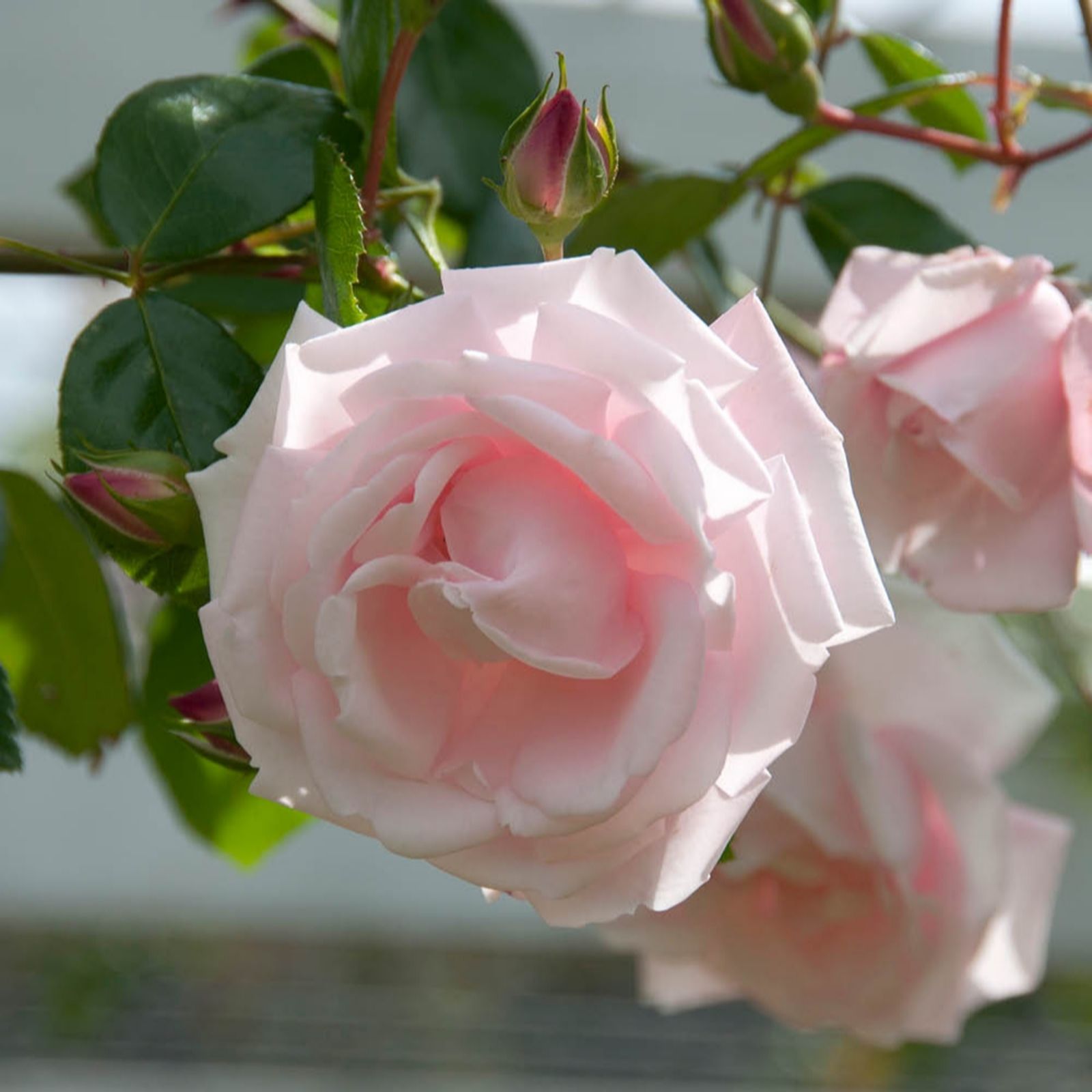 Harkness Roses Pink Harkness Rose Climbing New Dawn 3L-4L Pot