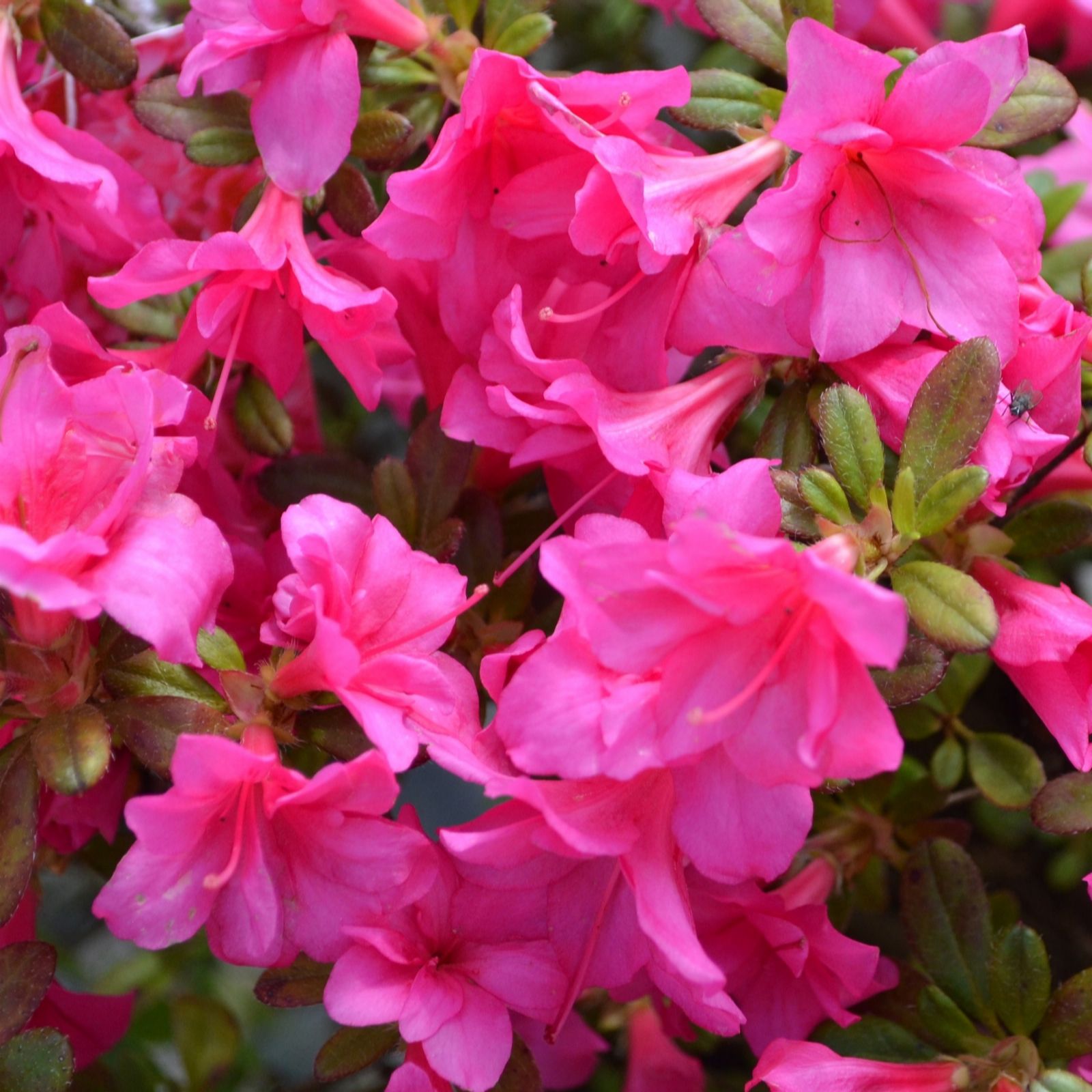 Richard Jackson Double Flowered Azalea 1X 2 Litre Pot