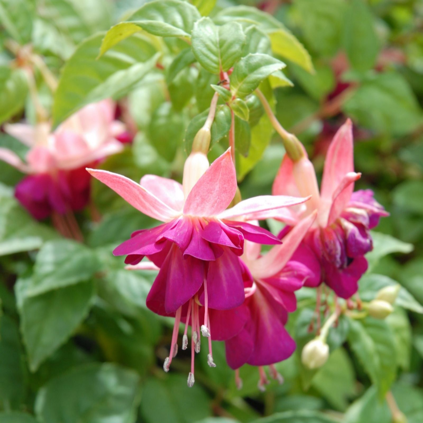 Thompson & Morgan Fuchsia Bella Rosella 9Cm X 3