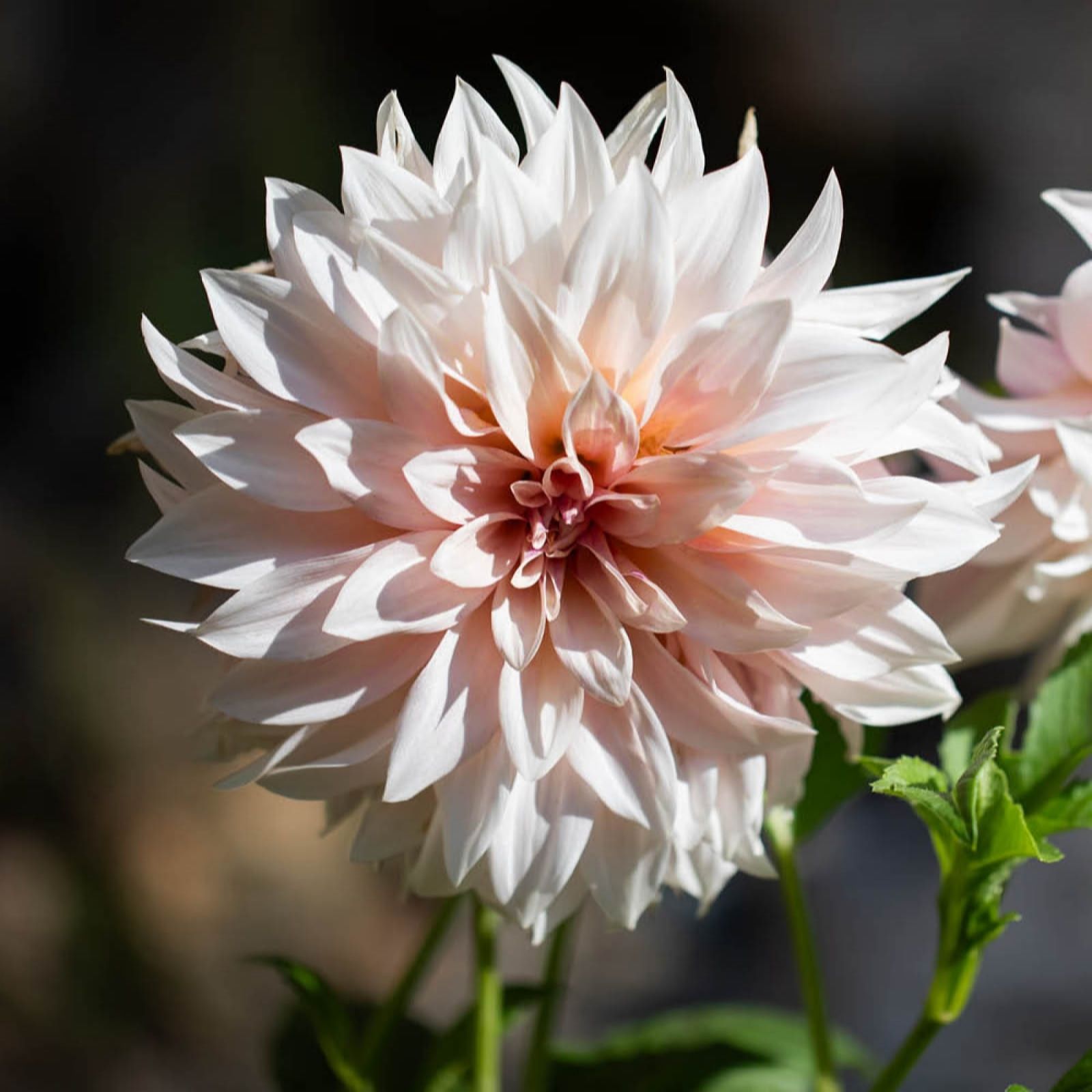 Yougarden White You Garden Dahlia 'Cafe Au Lait ' Tubers X6