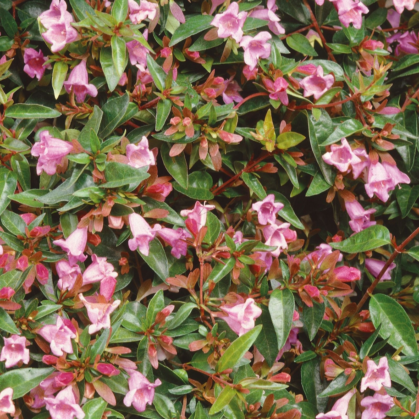 Plants 2 Gardens Green/Purple/Bronze Plants2gardens Abelia Raspberry Profusion 4.5Ltr
