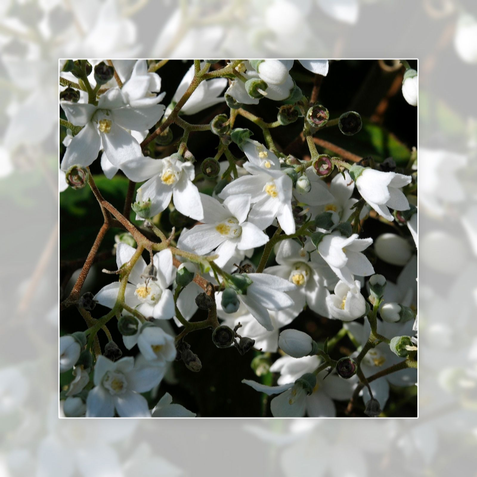 Richard Jackson White/Green Deutzia Kiftsgate 3L Pot