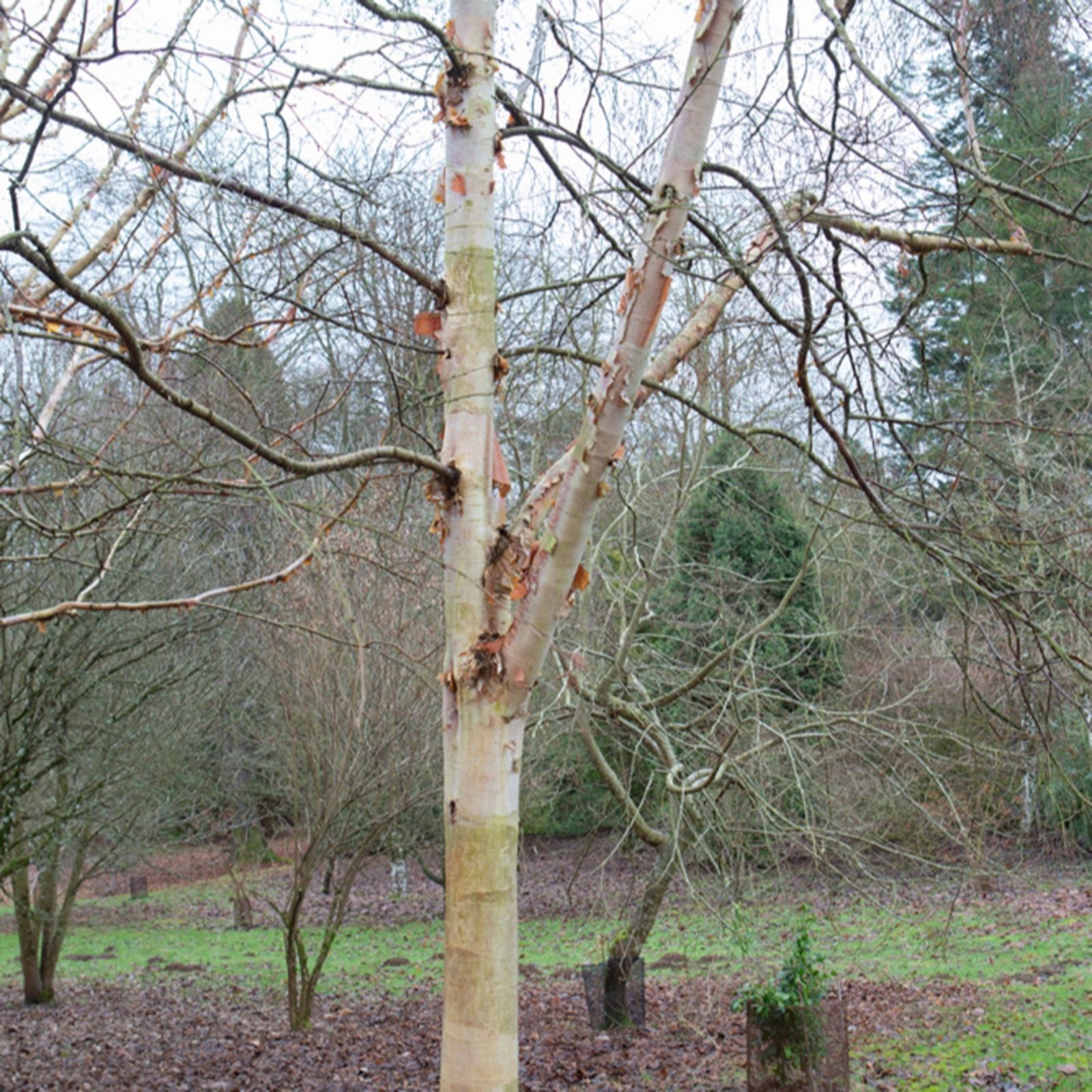 Frank P Matthews Orange/Salmon/White Betula Fascination In 12 Litre Container