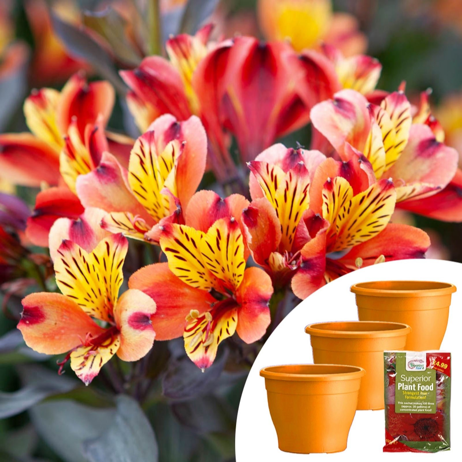 Yougarden Bronze Indian Summer Jumbo Plugs Planters & 100G Fertiliser