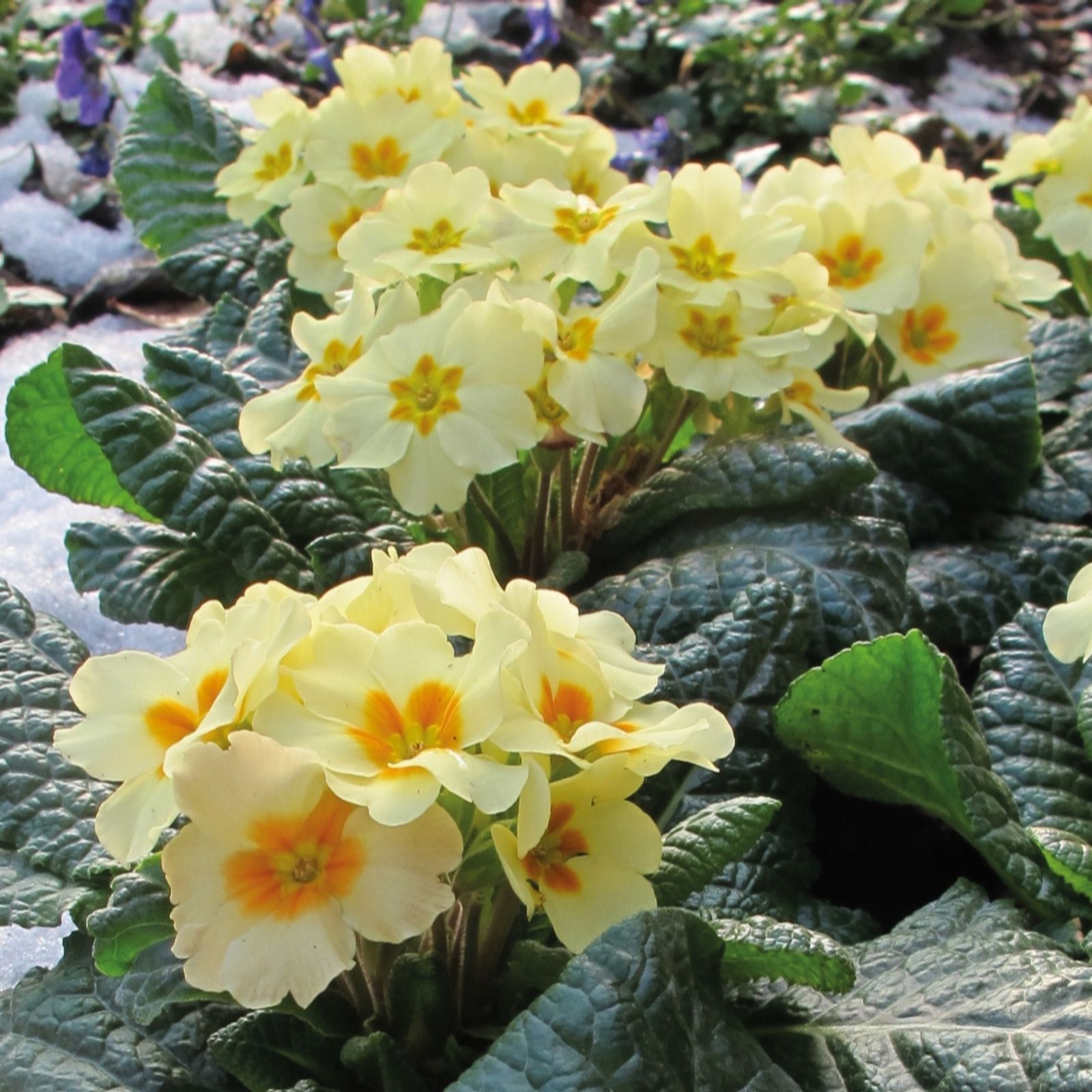 Richard Jackson Yellow/Dark/Green Primrose Everlast In 5 X 6Cm Pots