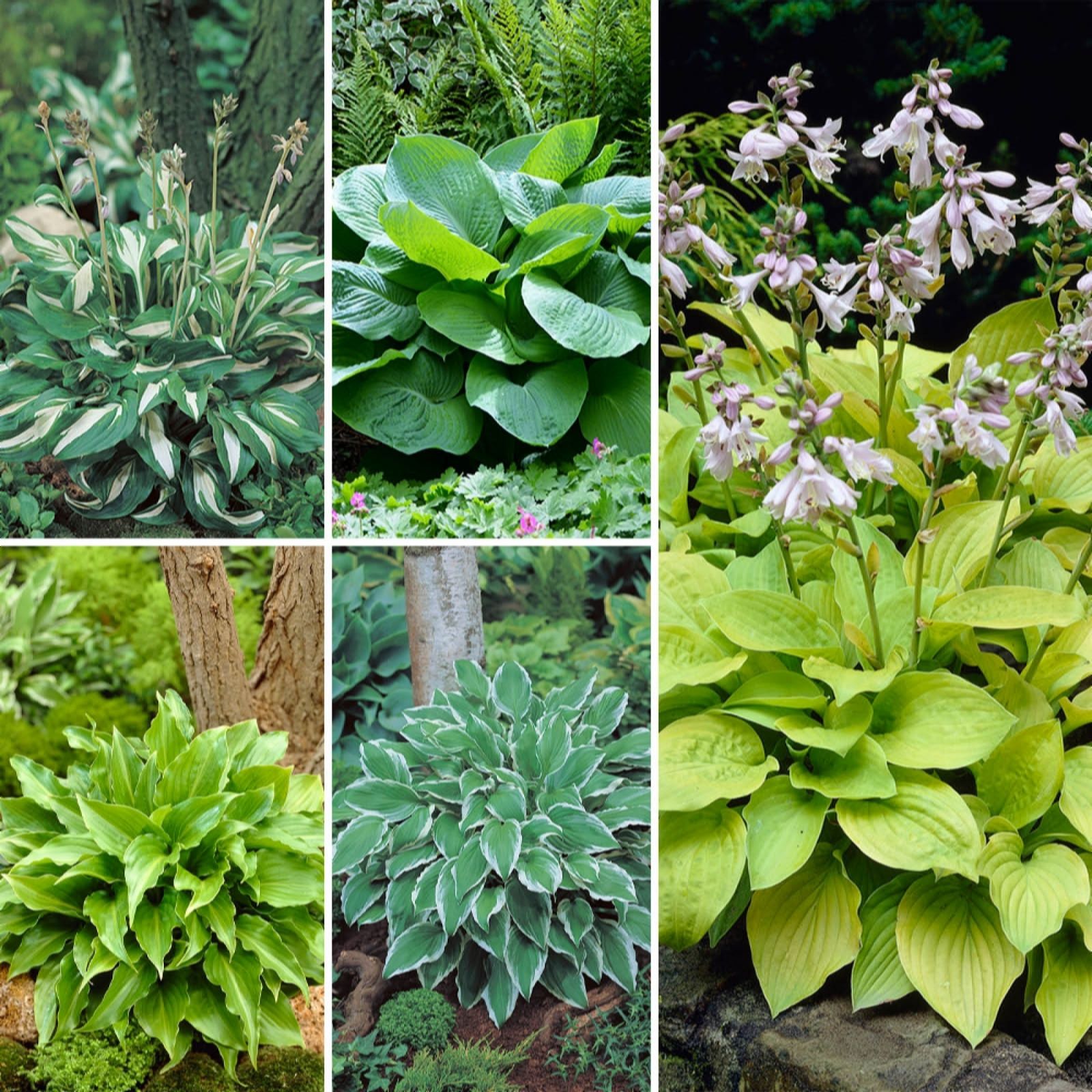 Yougarden Pink/Purple/White Hosta Collection Bare Root X5