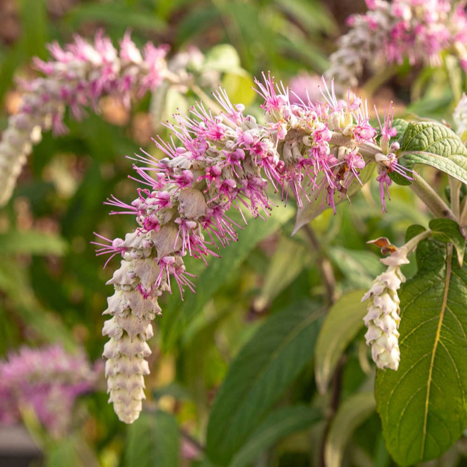 Yougarden Lilac/Pink Rostrincula Dependens Waterfall Buddleia In A 3L Pot
