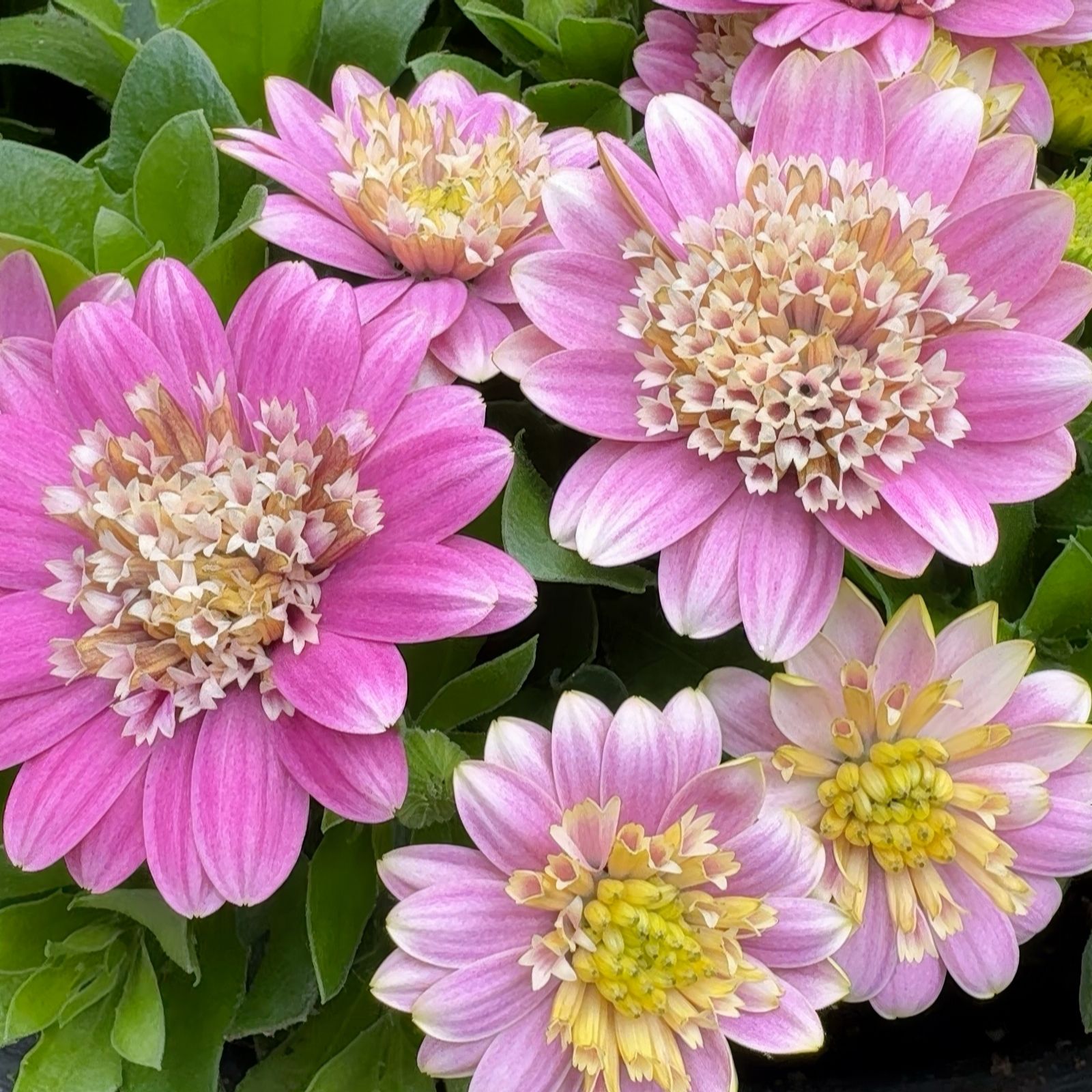 Richard Jackson Blue/Pink Cape Daisy Double 5X 6Cm Garden-Ready Plants