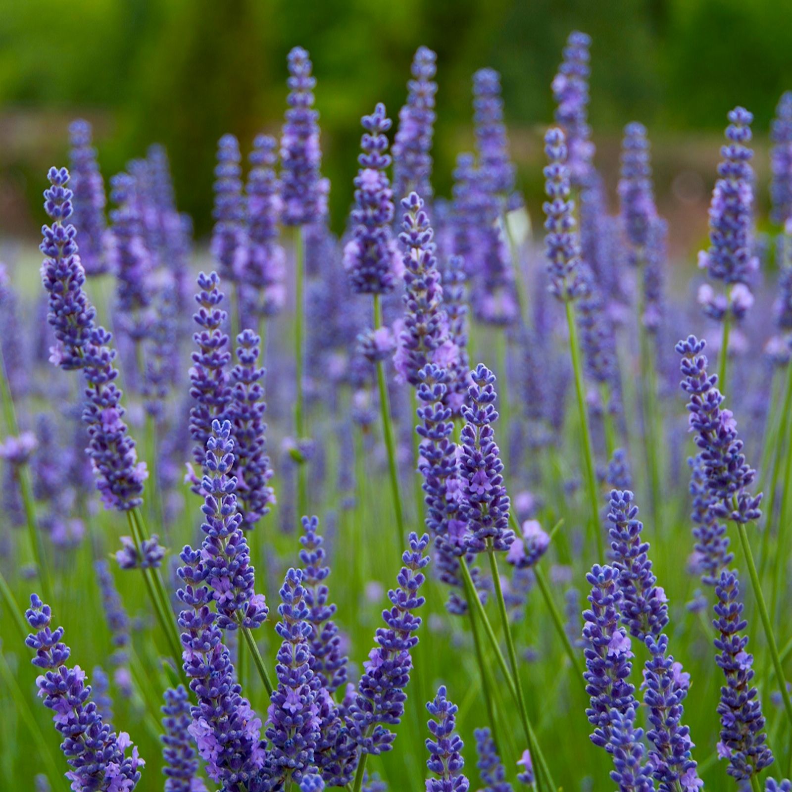 Richard Jackson Lavender Lavander Anniversary Bouquet 3L Pot