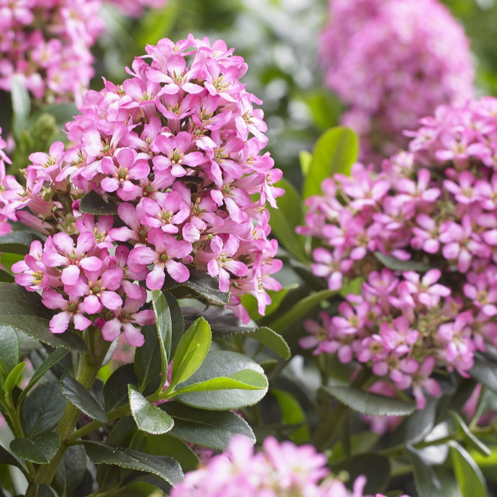 Plants 2 Gardens Pink Plants2gardens Escallonia Elle 10Ltr