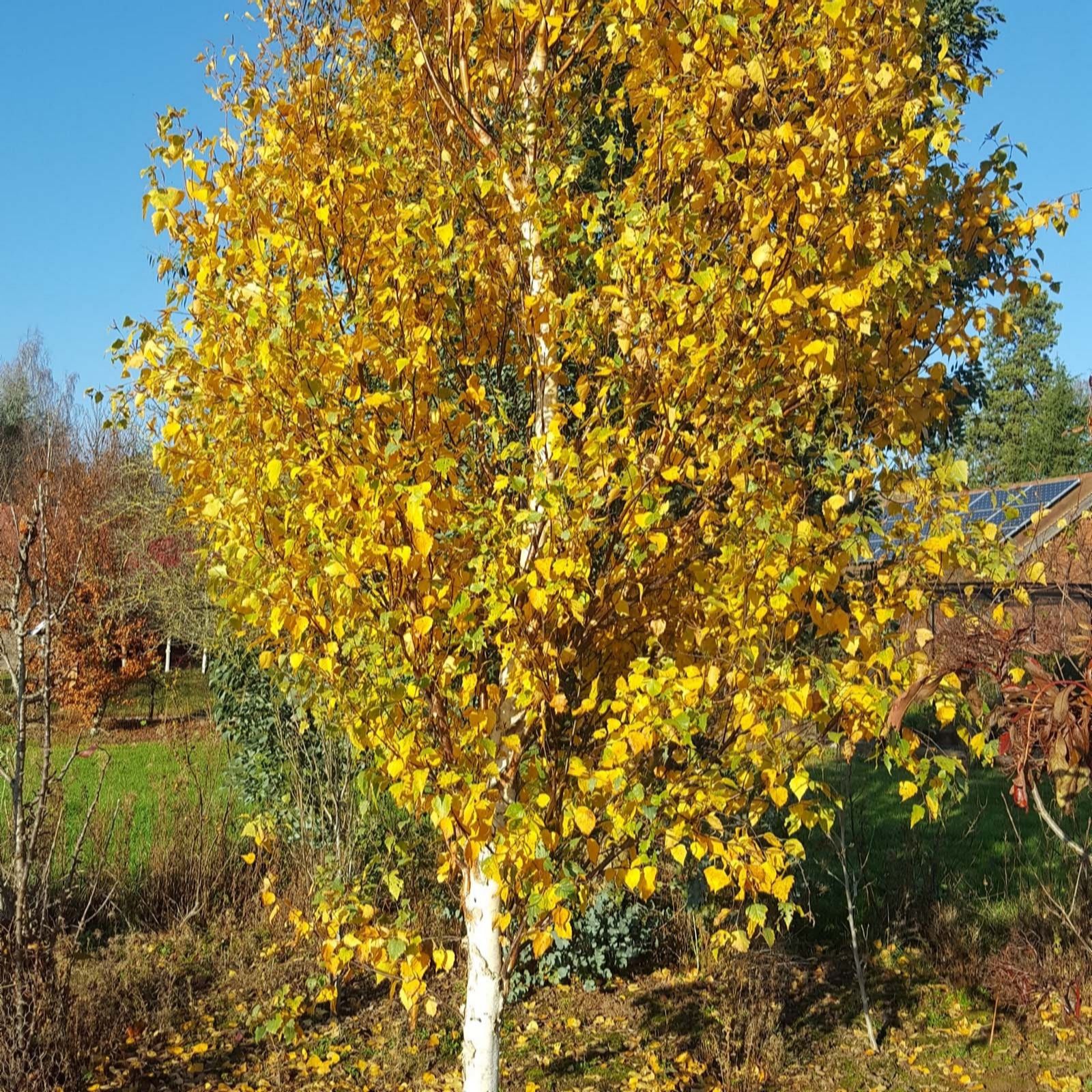 Frank P Matthews Green/Yellow Betula Fastigiata Joes In A 12L Container