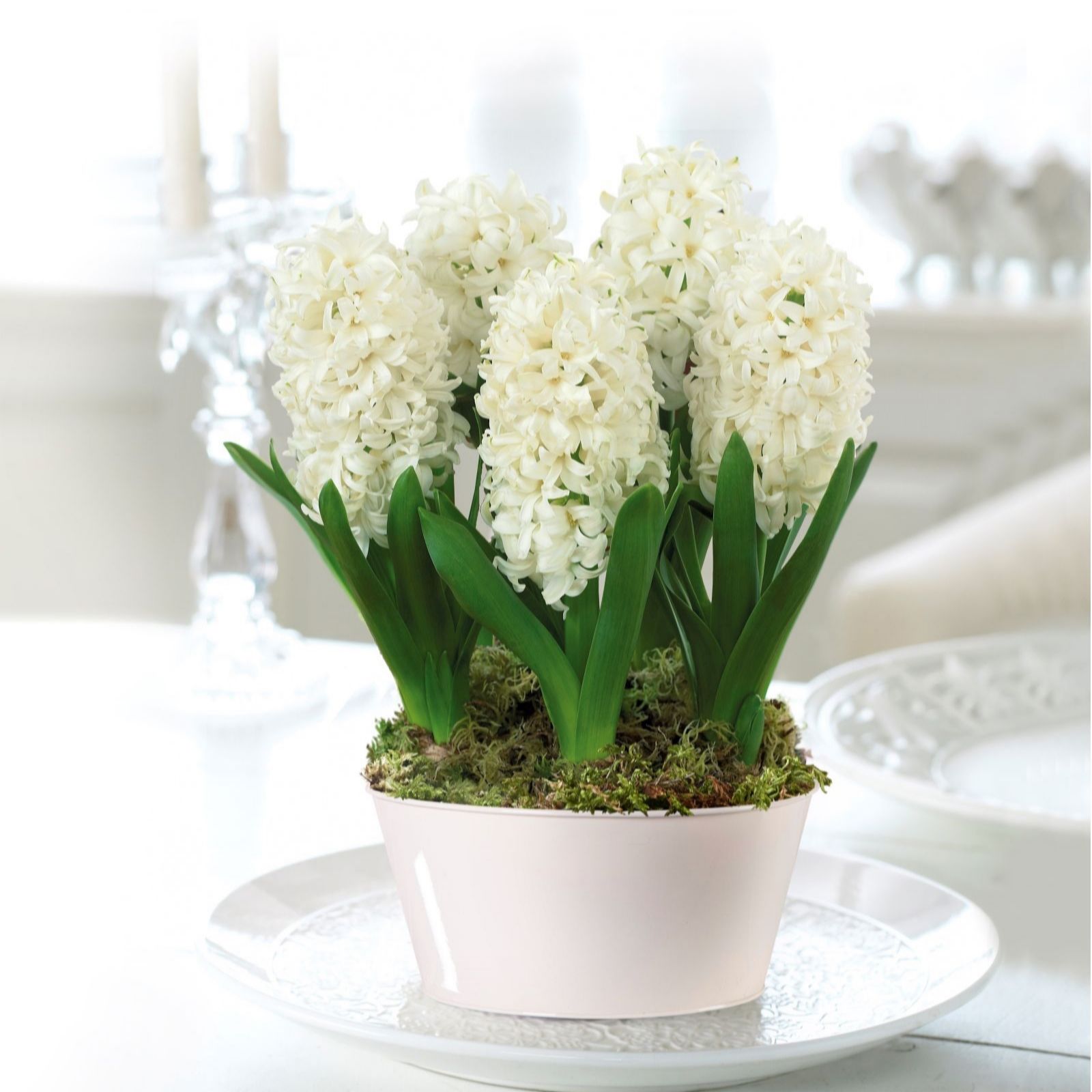 Thompson & Morgan Gift Hyacinth Scented 5 Bulbs in 16cm Decorative Pot