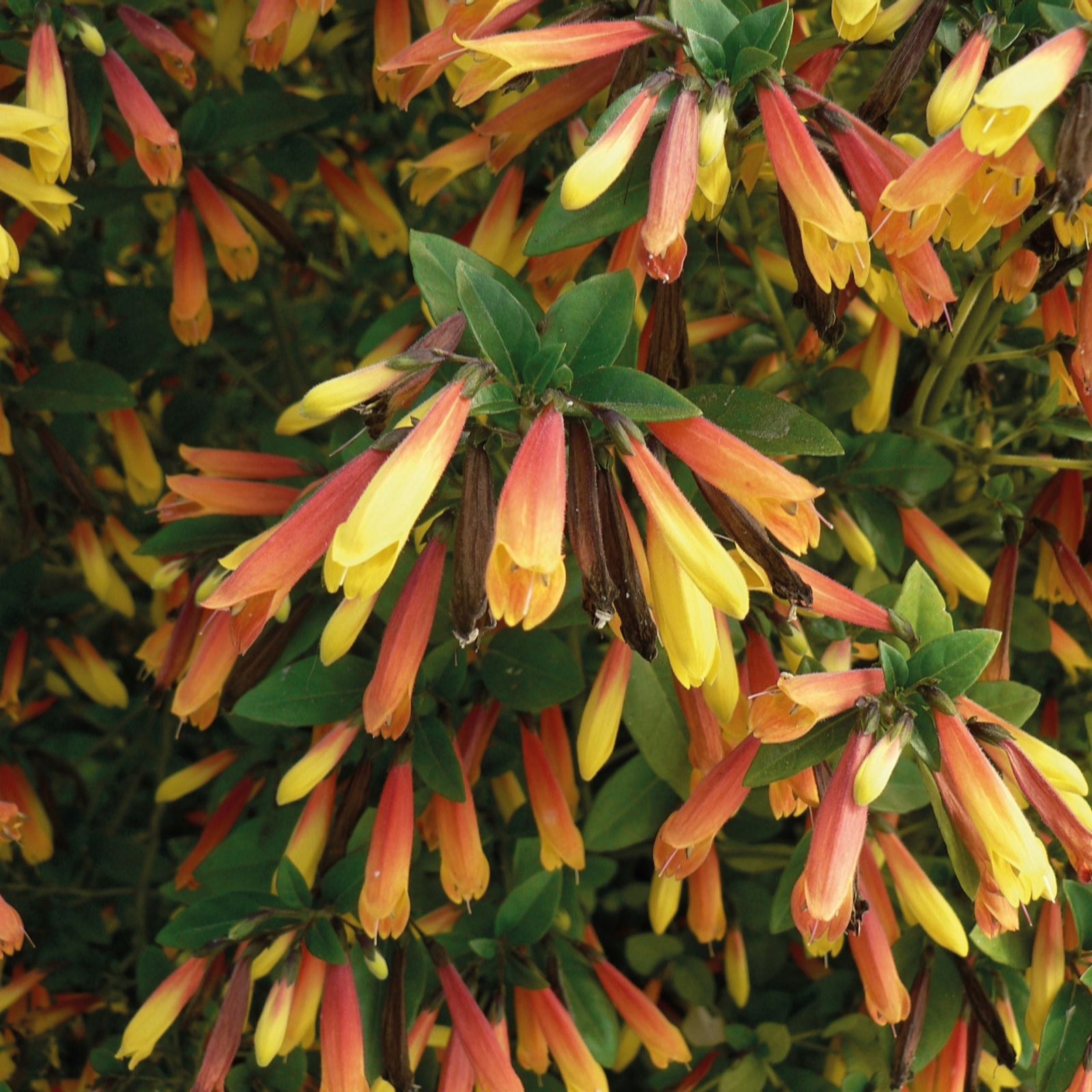 Hayloft Plants Red/Orange/Yellow Jacobinia Pauciflora